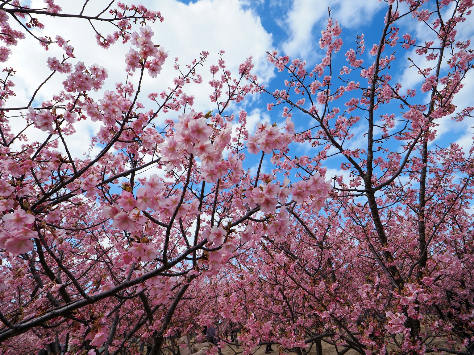 Una escena vibrante de cerezos en flor bajo un cielo azul
