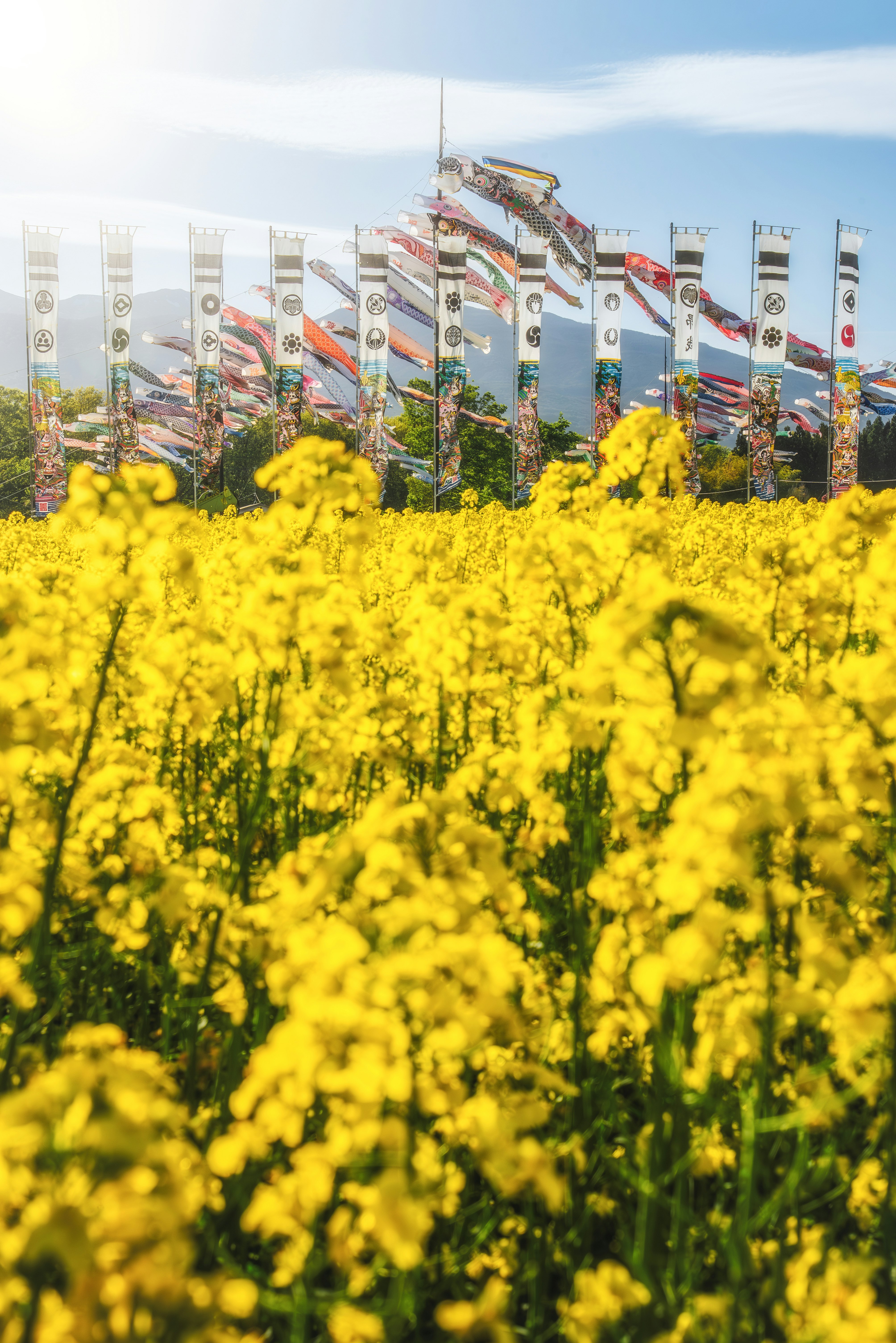 Campo de flores de colza amarillas en flor con banderas de festival coloridas al fondo