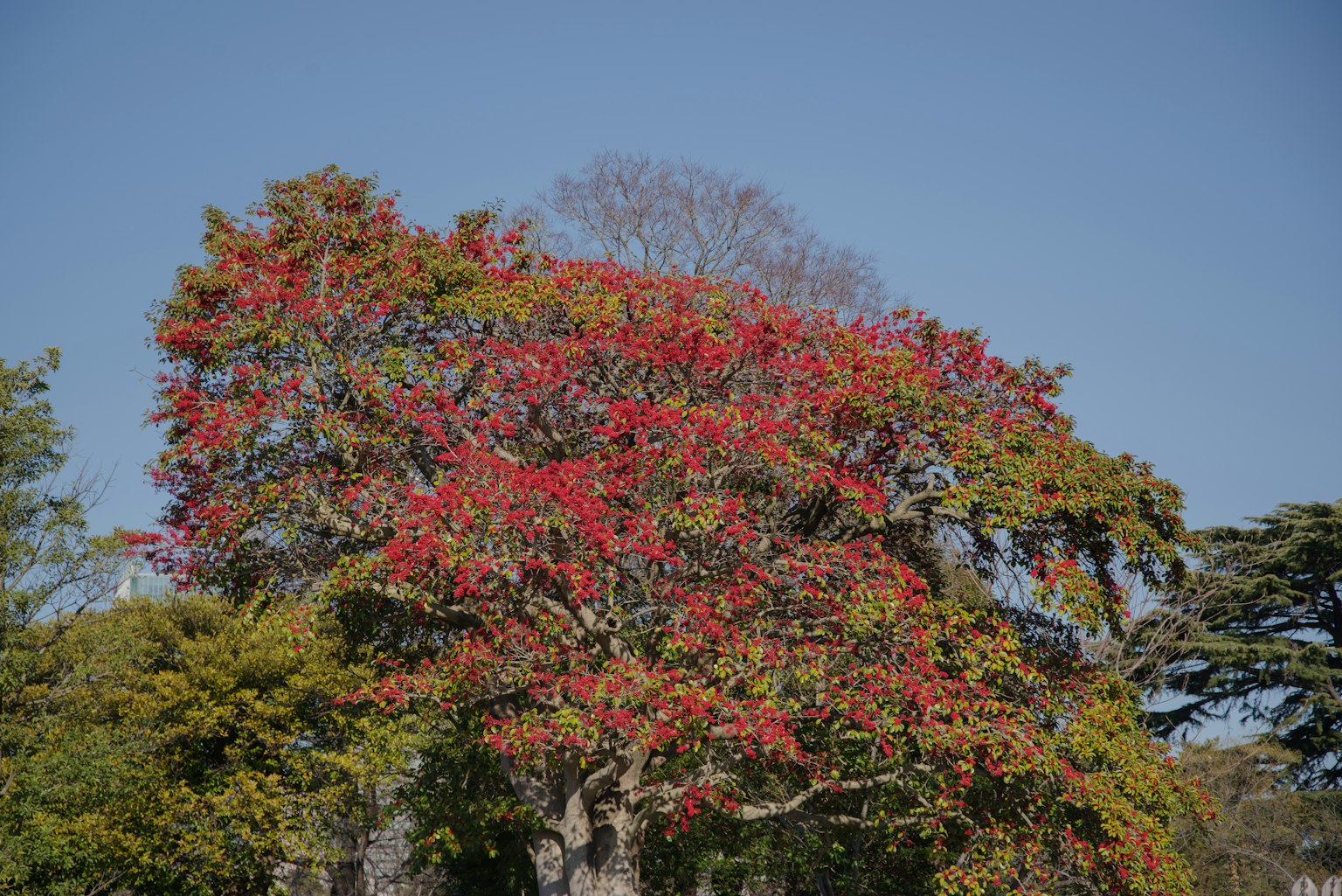 Pohon dengan daun merah cerah di bawah langit biru yang cerah