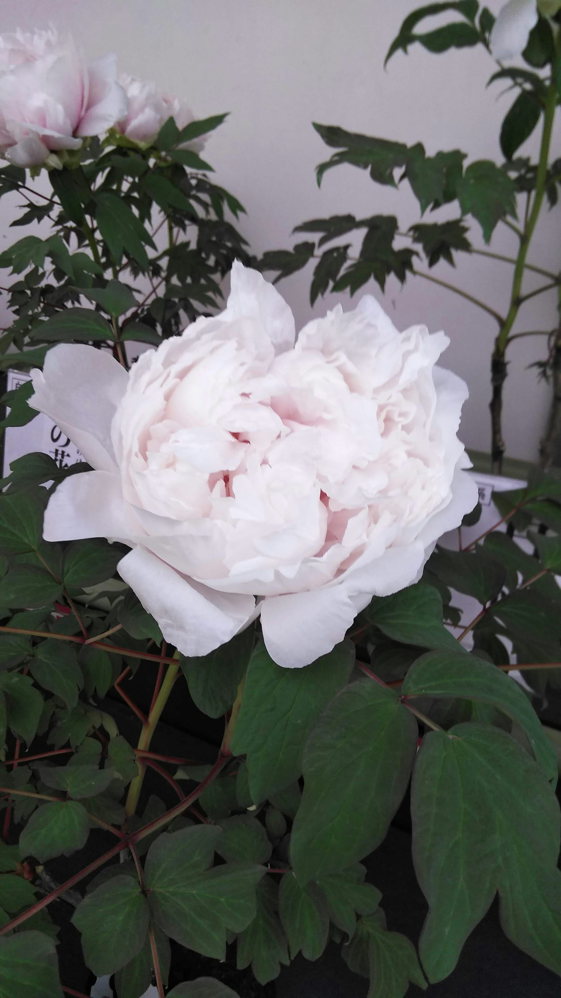 白いバラの花とつぼみが咲く庭の花壇