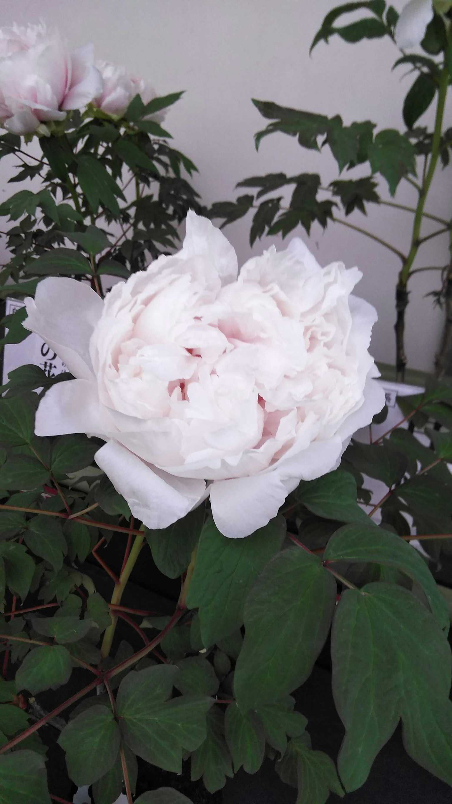Hermosa flor de peonía con pétalos blancos y hojas verdes