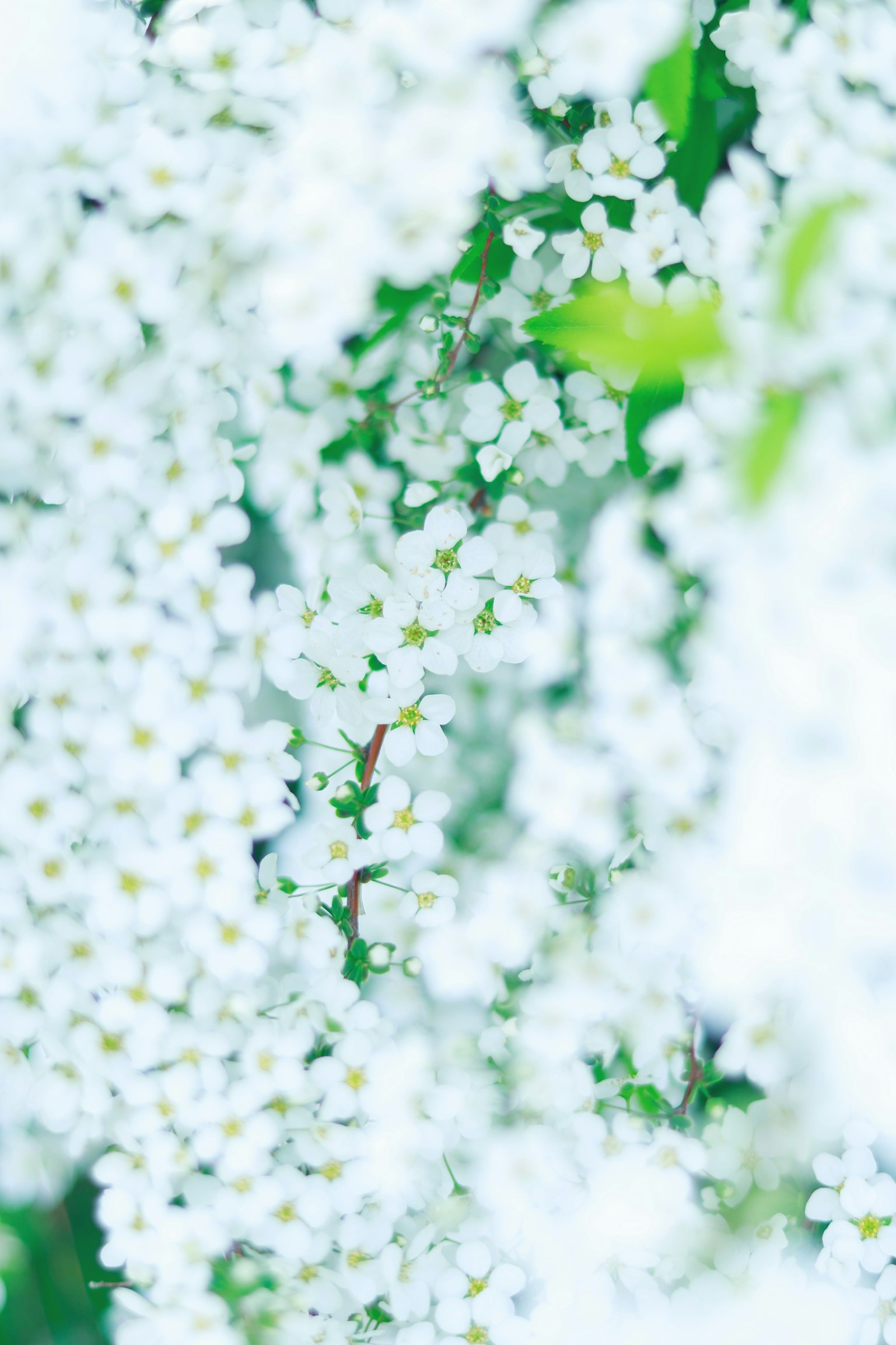 Una hermosa escena de flores blancas en flor