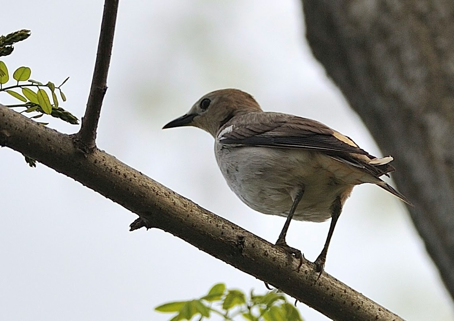 Pequeño pájaro posado en una rama de árbol