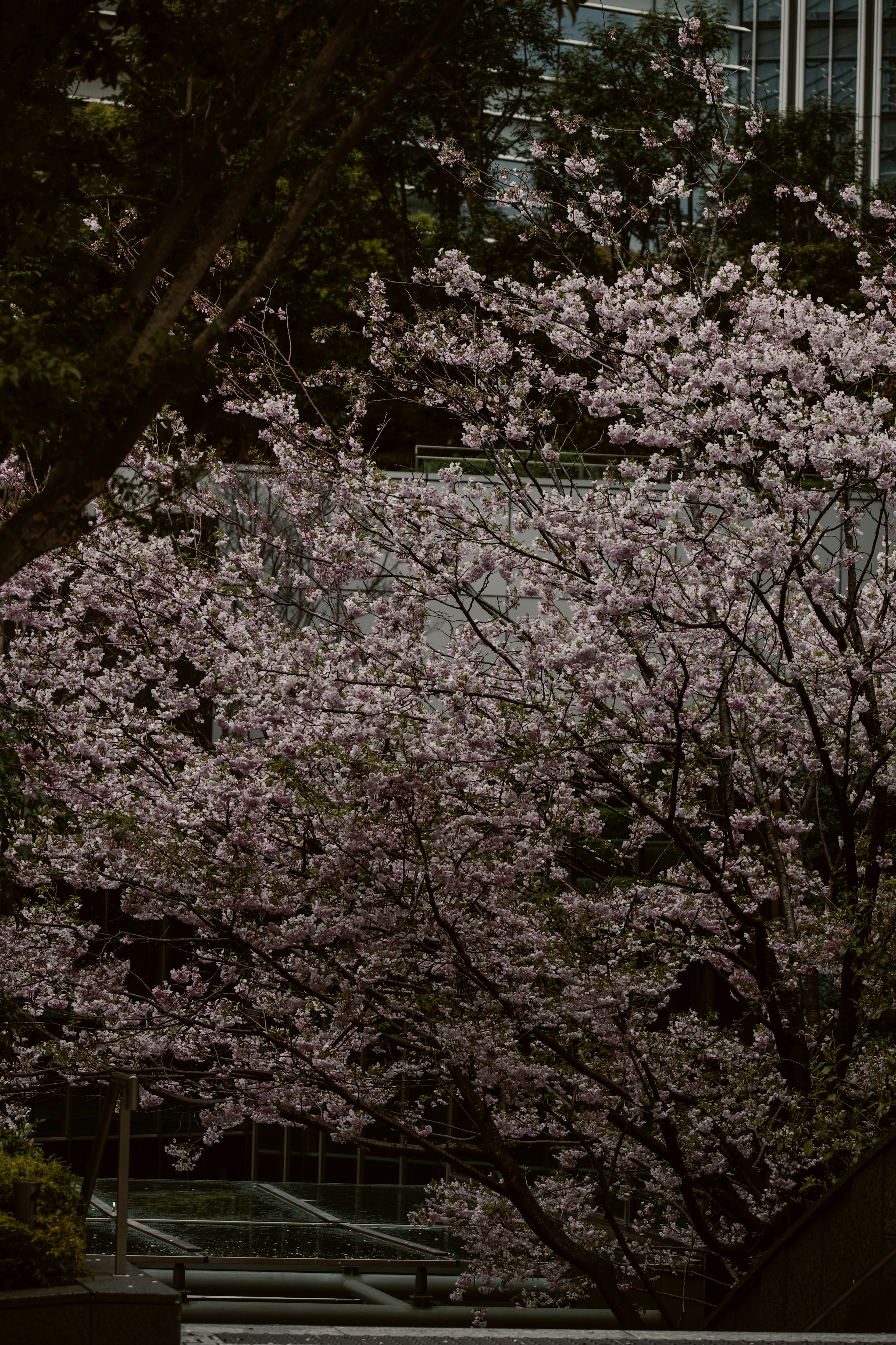 満開の桜が咲く街路樹の枝先