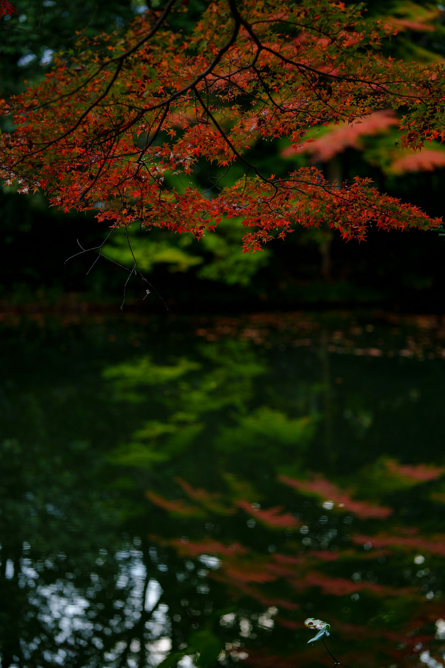 Stagno sereno che riflette il fogliame autunnale con foglie rosse e verdi vivaci