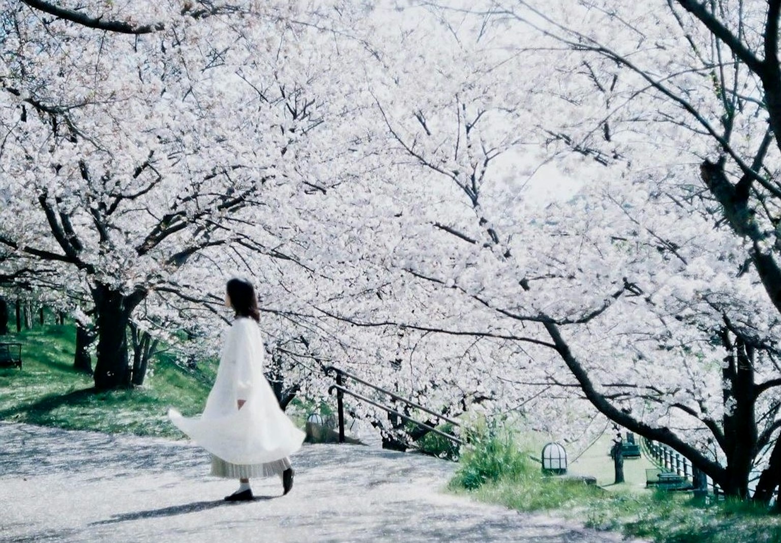 A woman in a white dress walking beneath cherry blossom trees