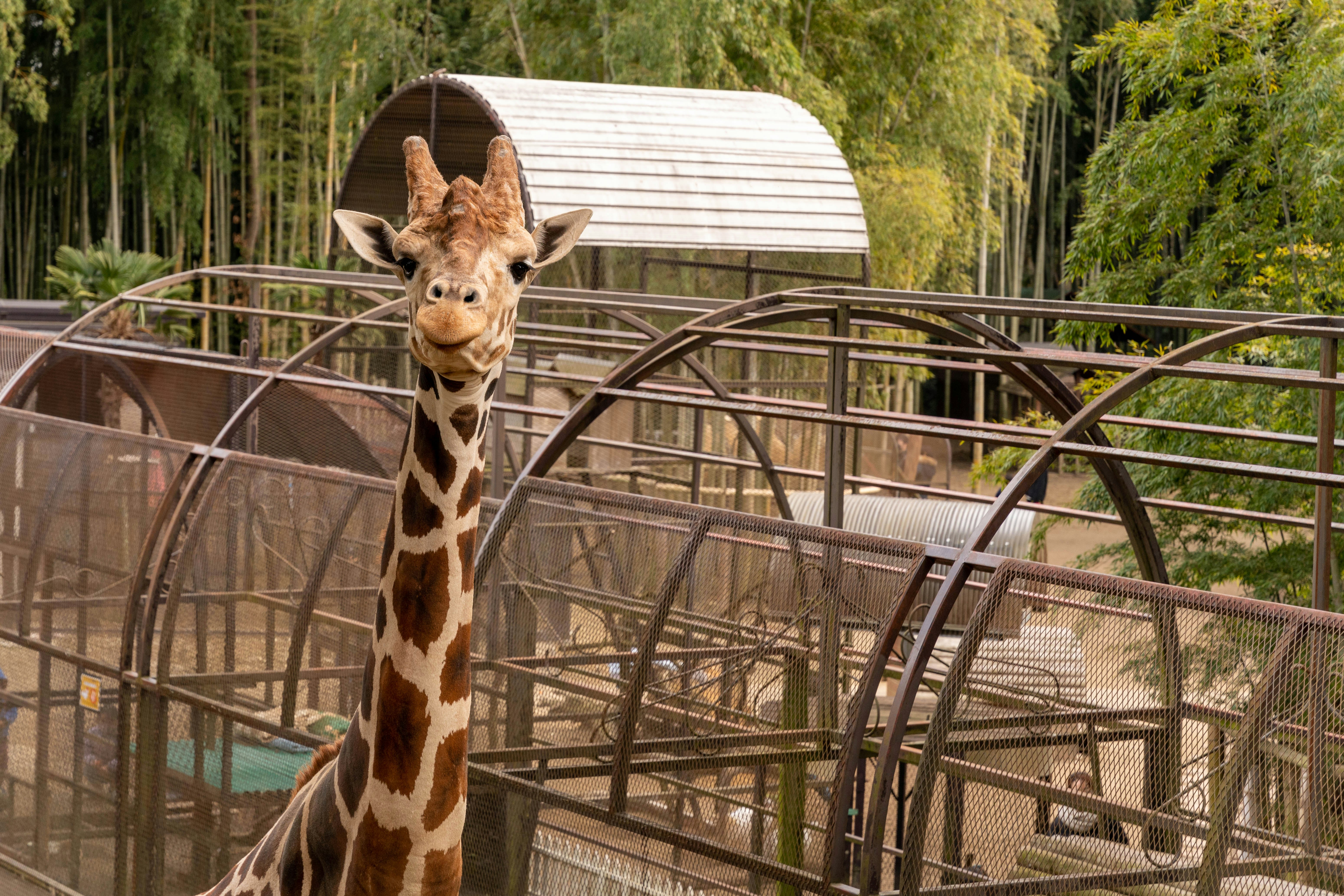 動物園圍欄前站著的小長頸鹿