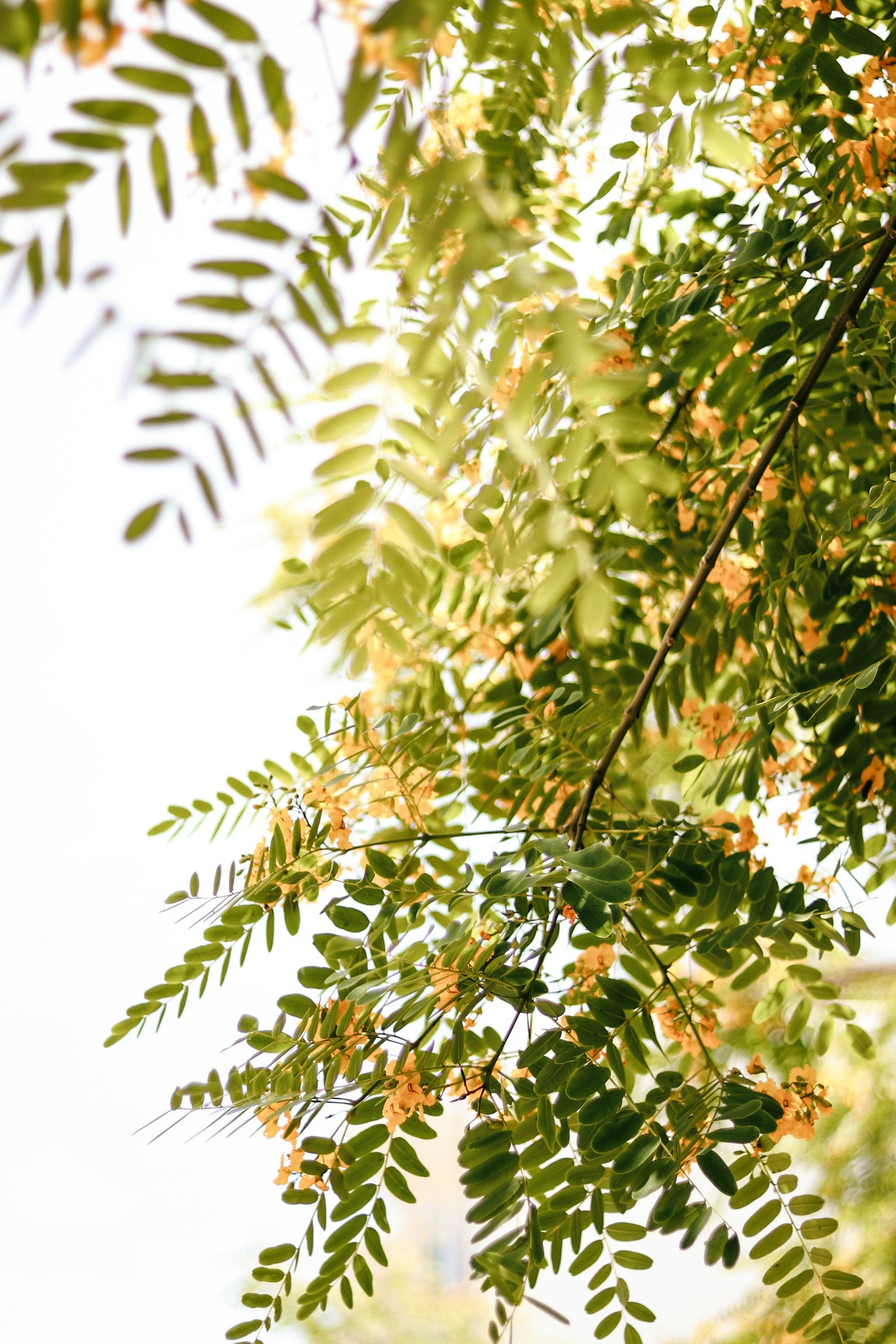 Close-up of tree branches with green leaves and yellow flowers