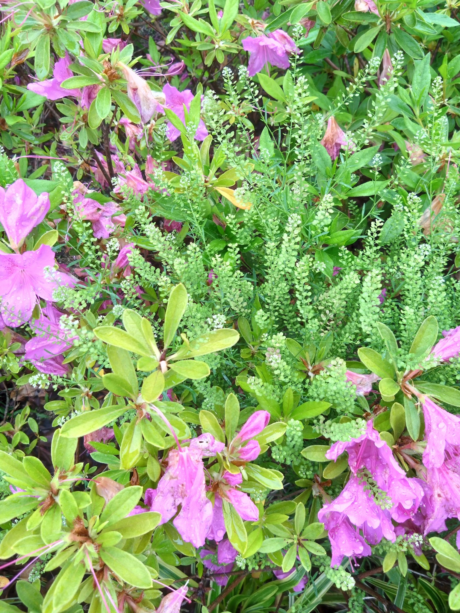Fiori rosa vivaci mescolati con fogliame verde in un giardino