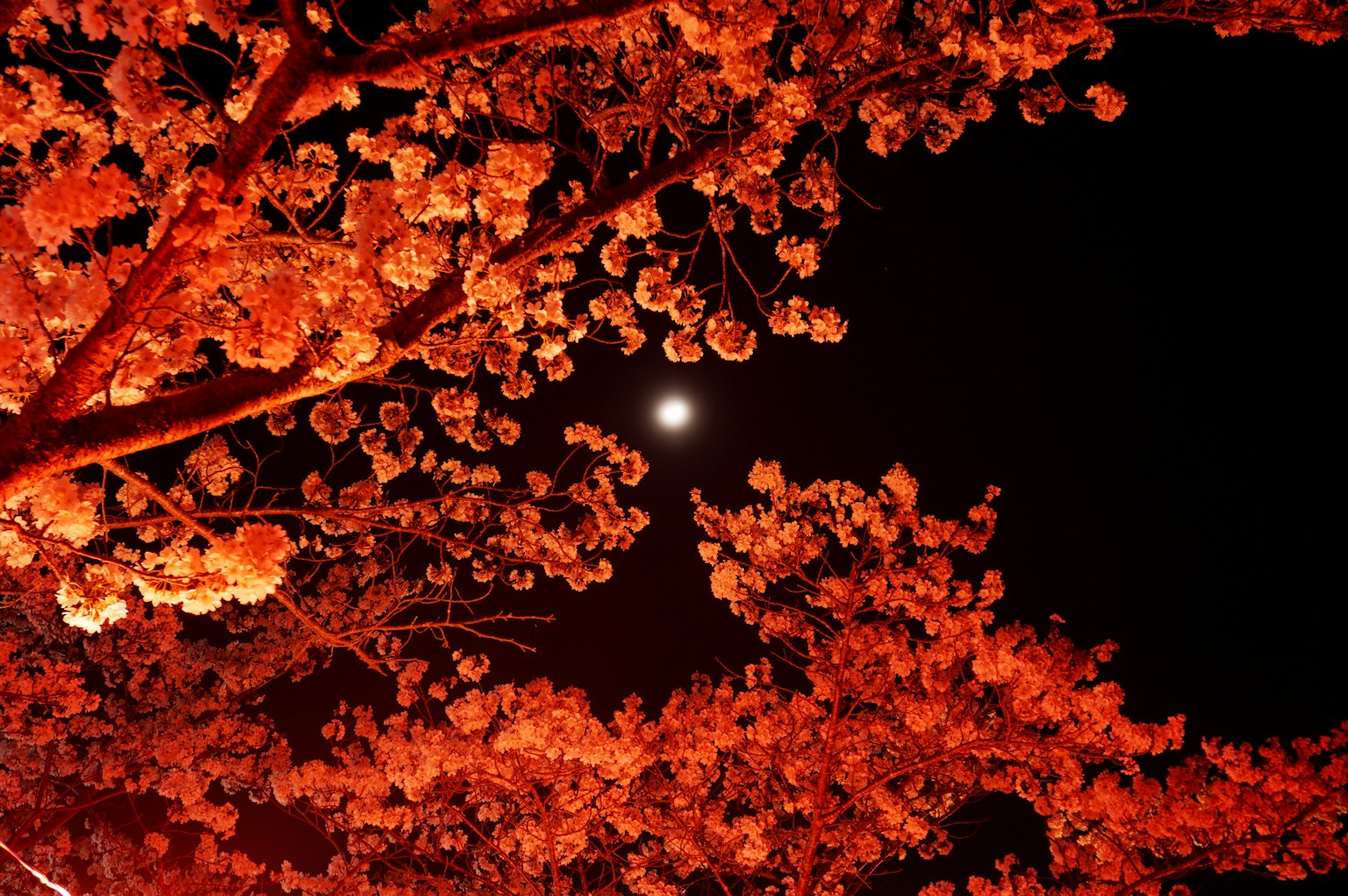 夜景中盛开的红花和可见的月亮