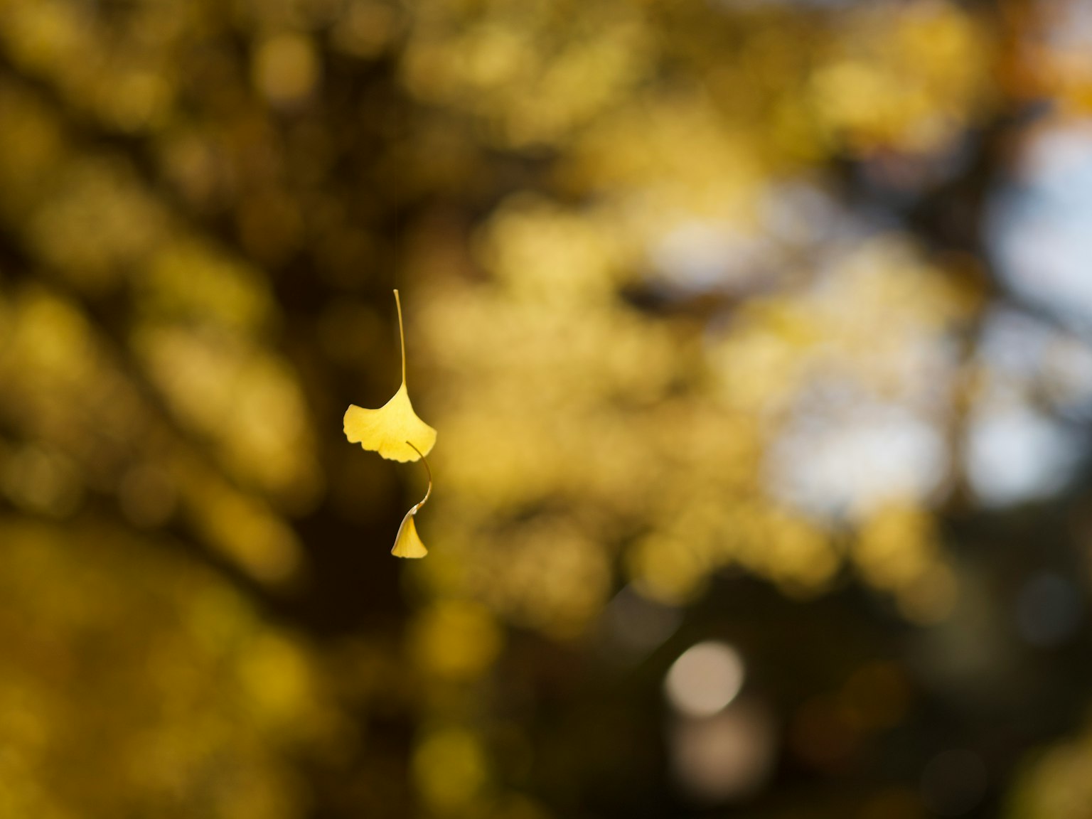 秋の背景に浮かぶ黄色い葉