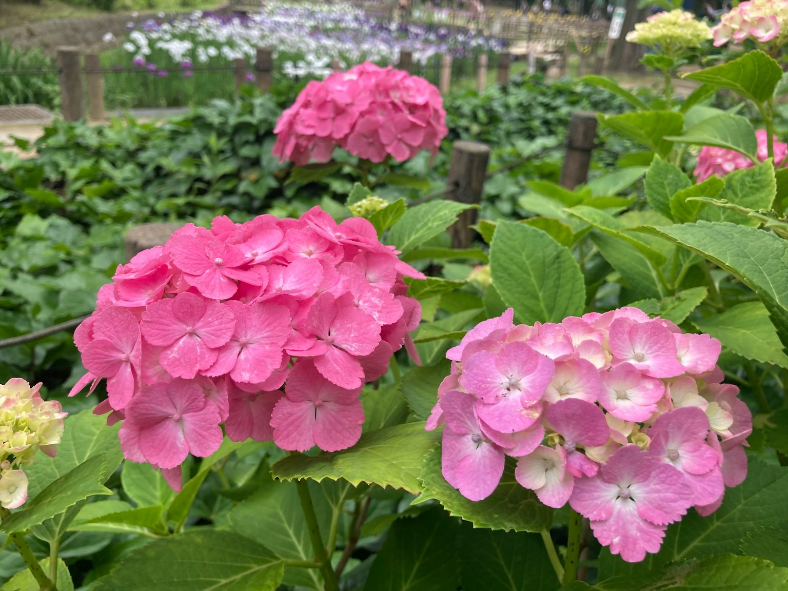 De belles fleurs d'hortensia roses en fleurs dans un jardin