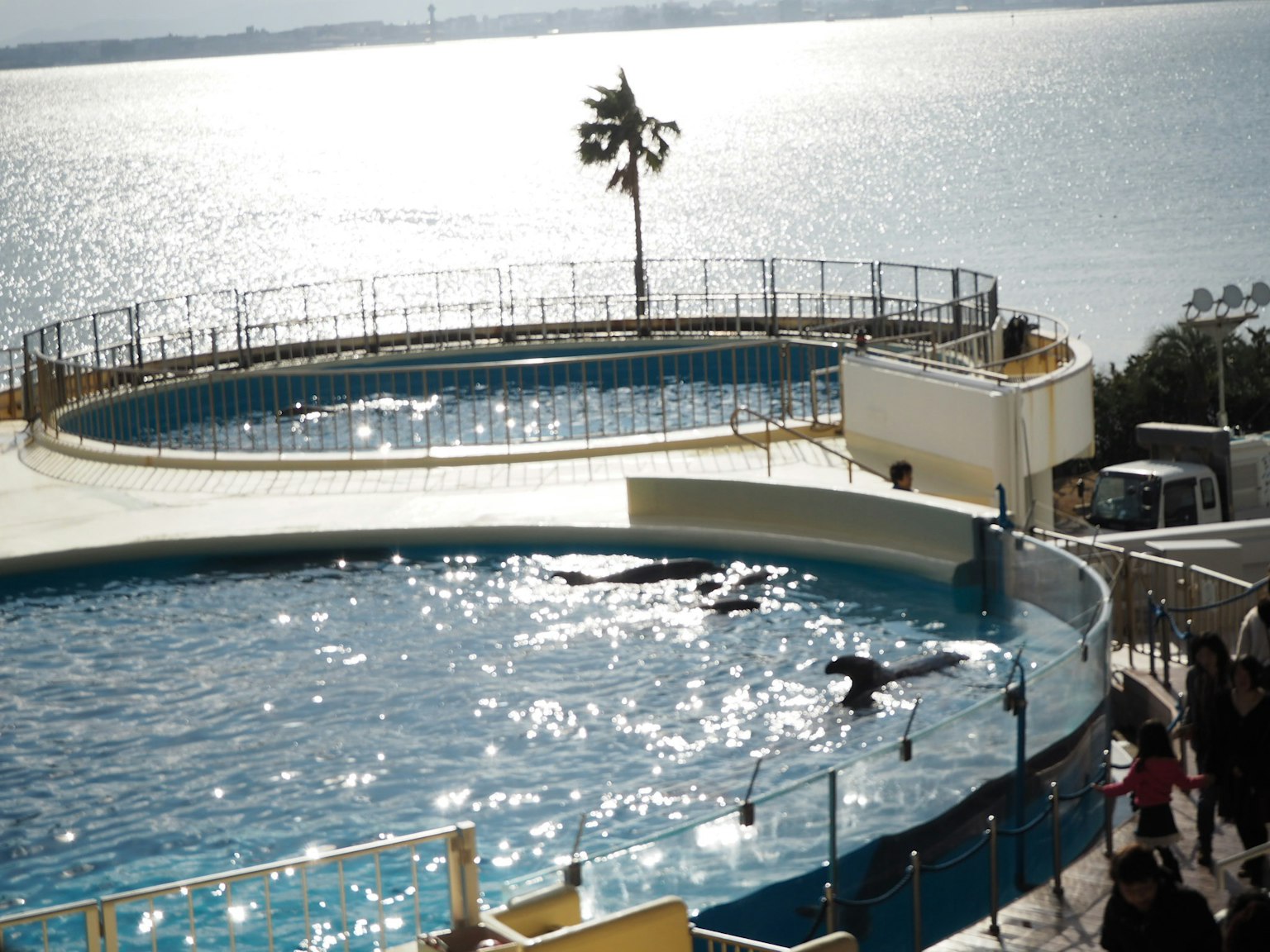 Piscine de dauphins avec des spectateurs et vue sur l'océan en arrière-plan