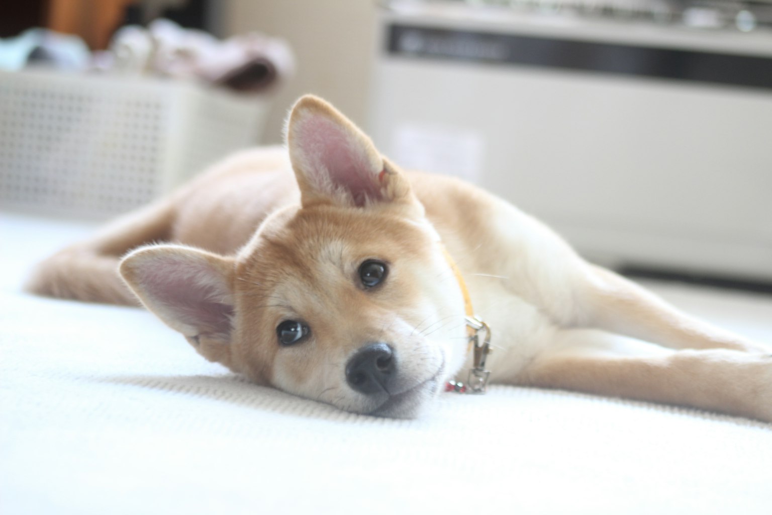 Un cucciolo di Shiba Inu sdraiato con un'espressione calma