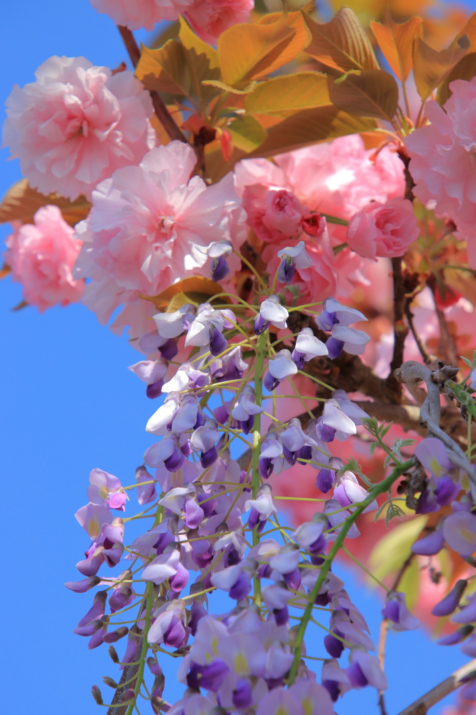 Schöner Kontrast von rosa Blumen und lila Glyzinien unter einem blauen Himmel