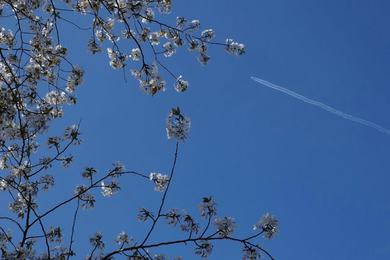Rami di fiori bianchi su uno sfondo di cielo blu chiaro con una scia di aereo