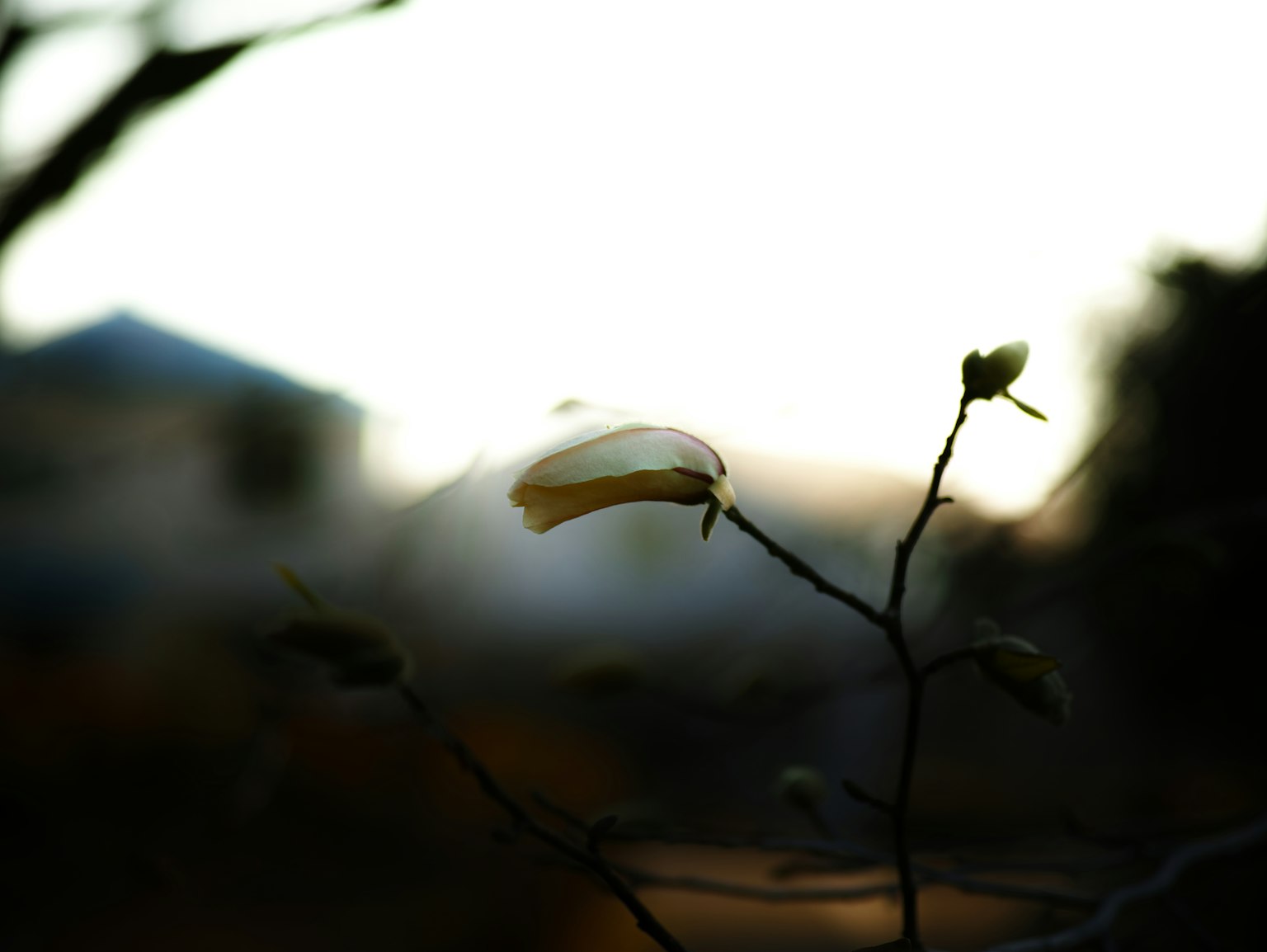 A branch with a white flower bud against a blurred background