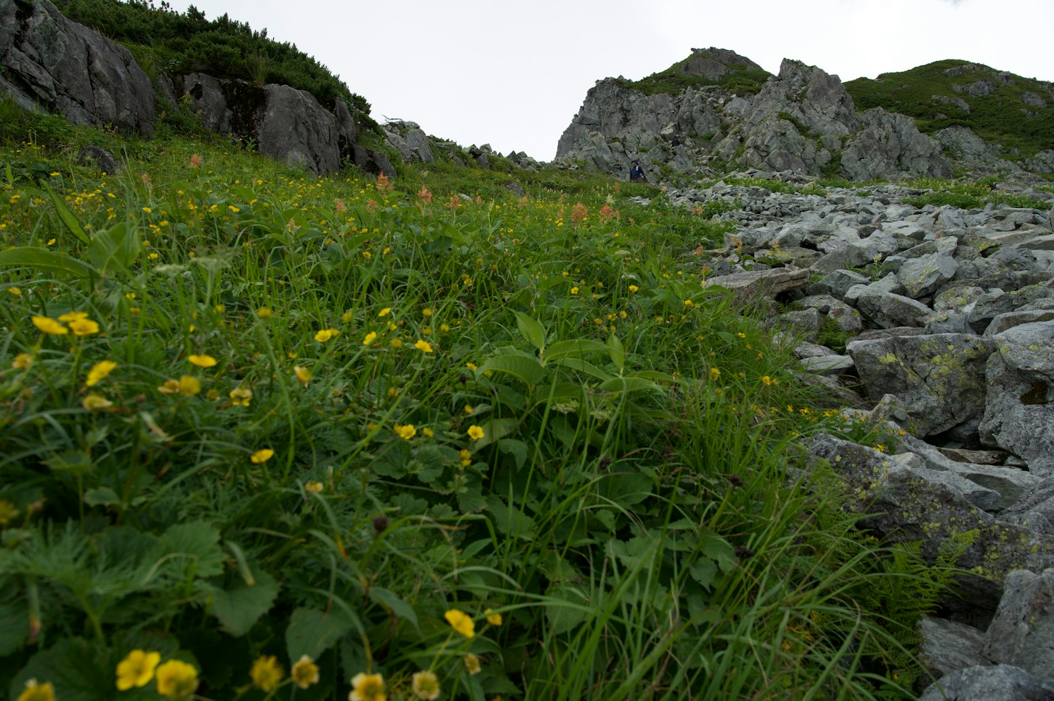 Un paysage avec des fleurs jaunes et de l'herbe verte parmi un terrain rocheux