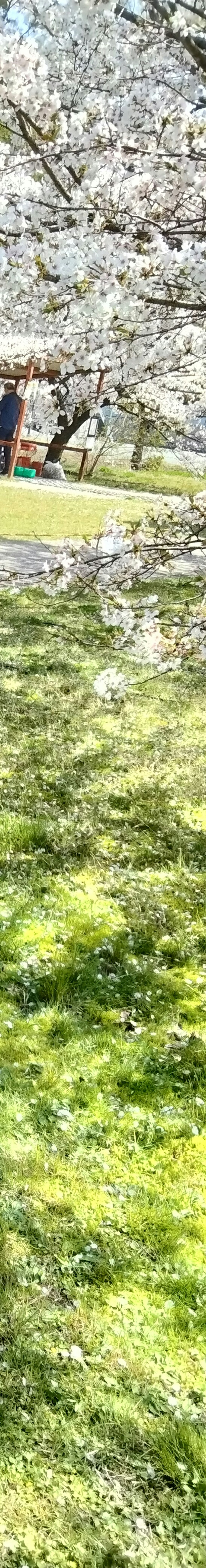 春天的场景，人们聚集在樱花树下和绿色草坪上