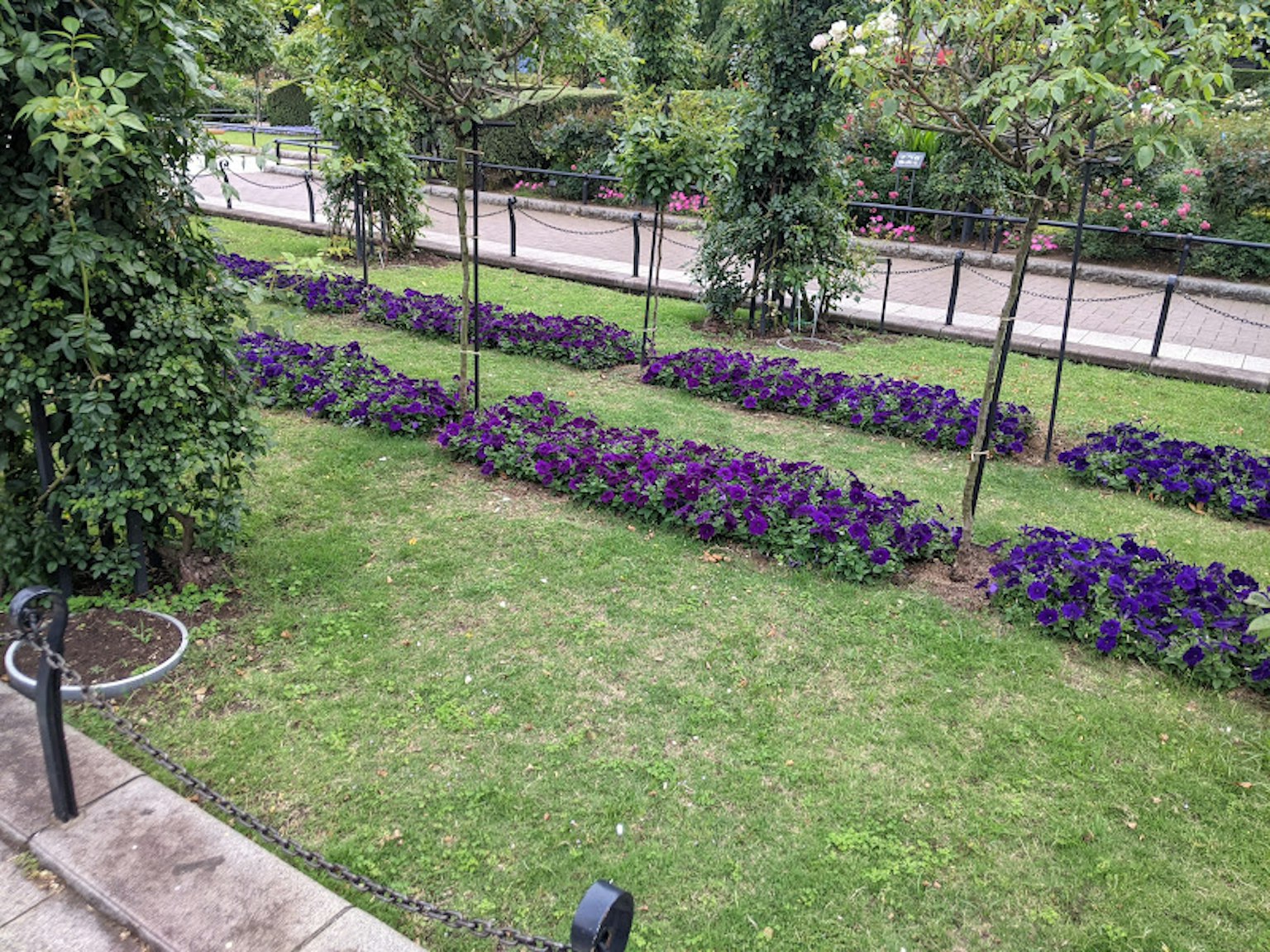 公園景觀，整齊排列的紫色花朵