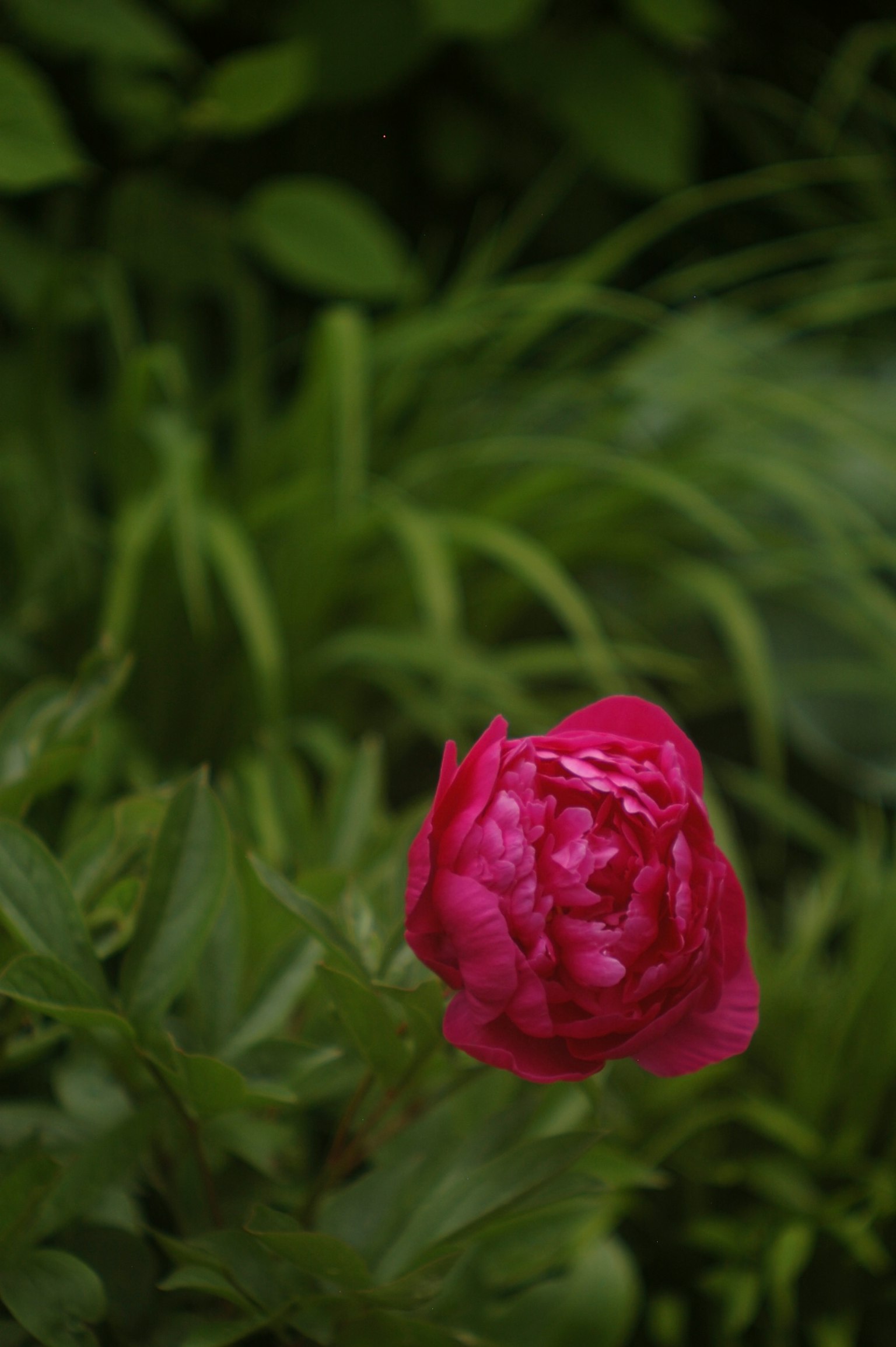 Fiore di peonia rosa vibrante circondato da fogliame verde