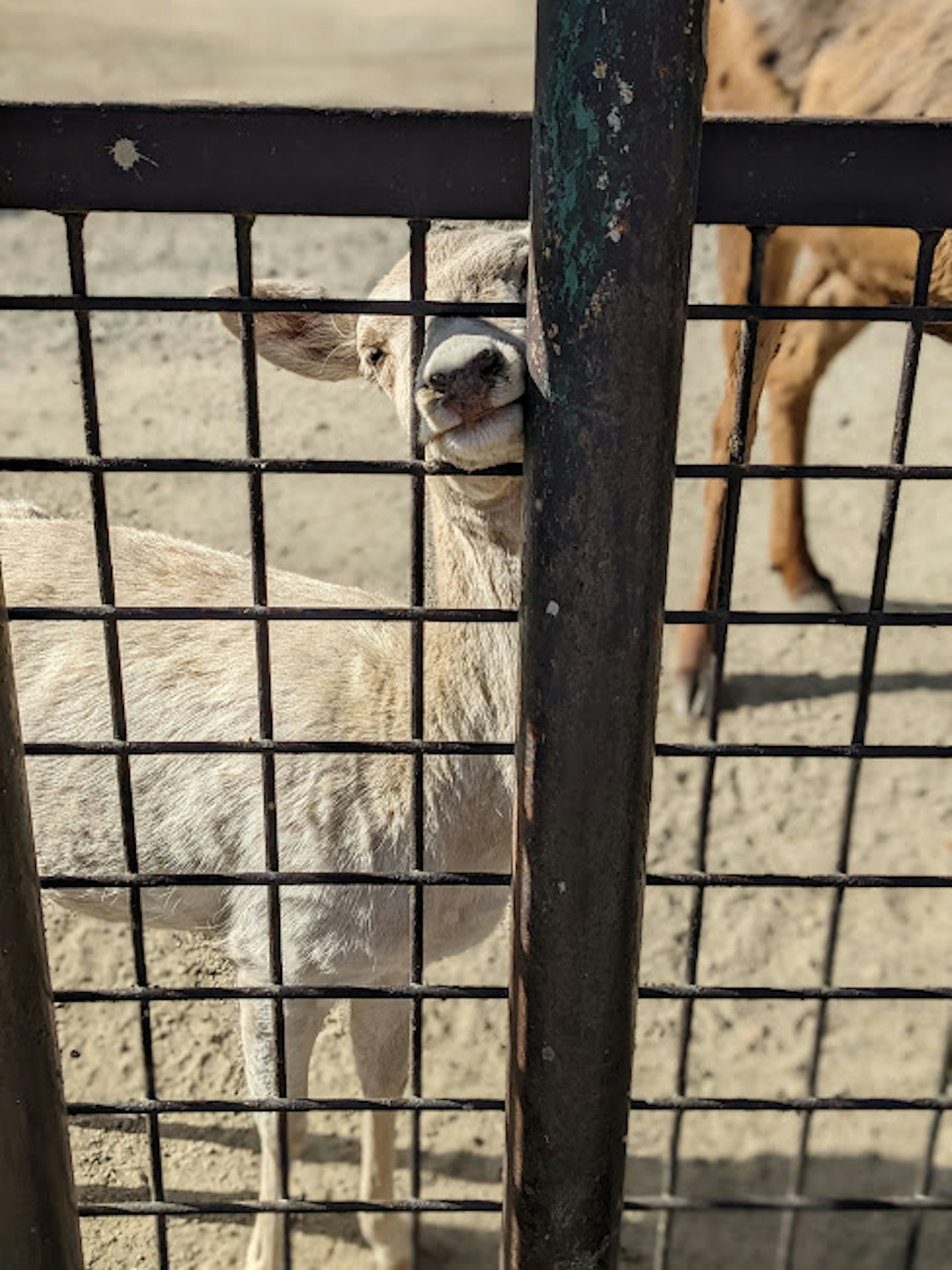 Wajah kambing putih terlihat melalui pagar kawat