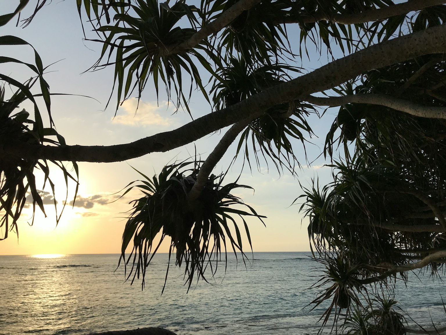 Silhouette di foglie di palma contro un tramonto sull'oceano