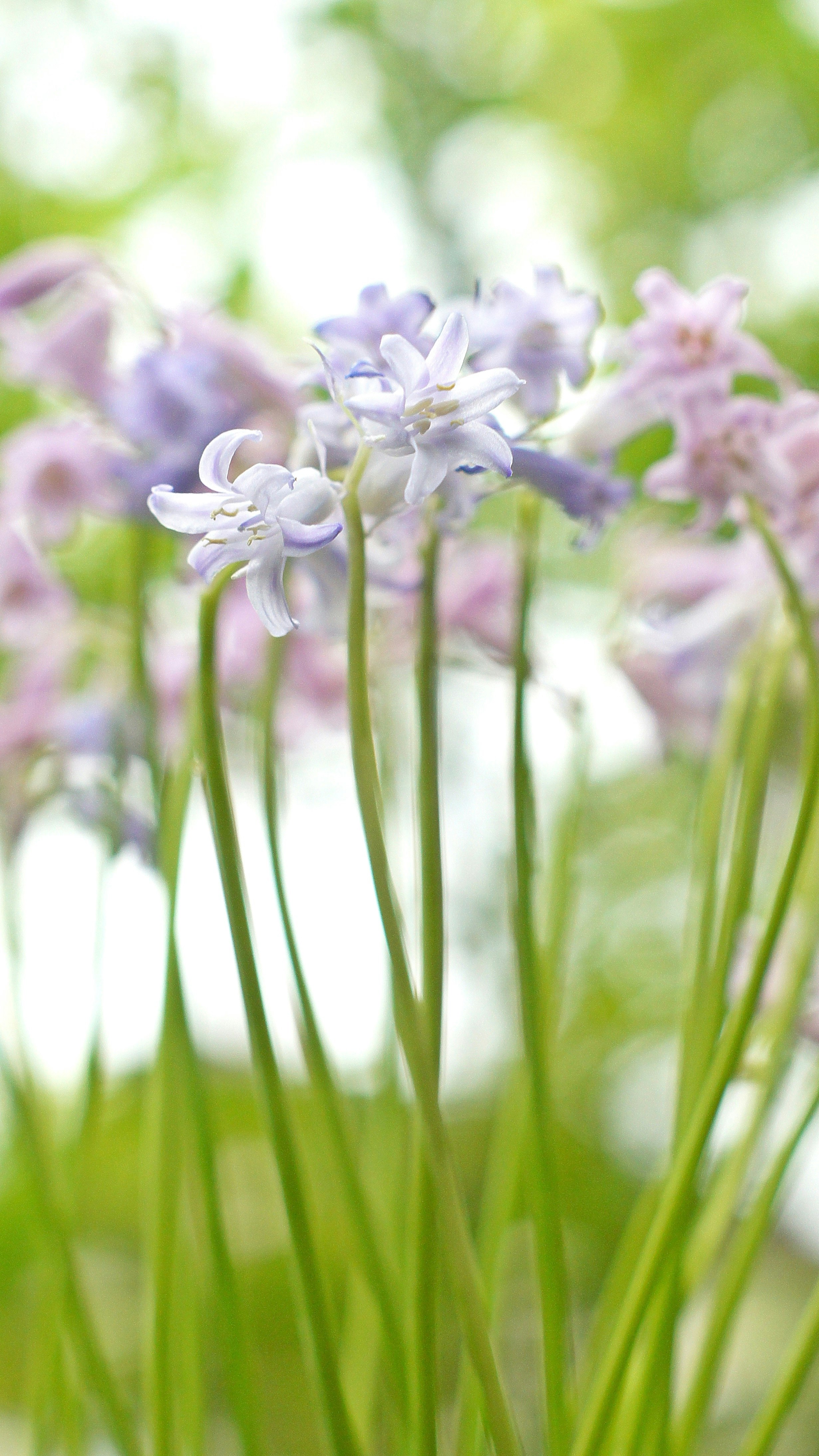 Hoa lục lạc tím (grape hyacinth) giữa bãi cỏ