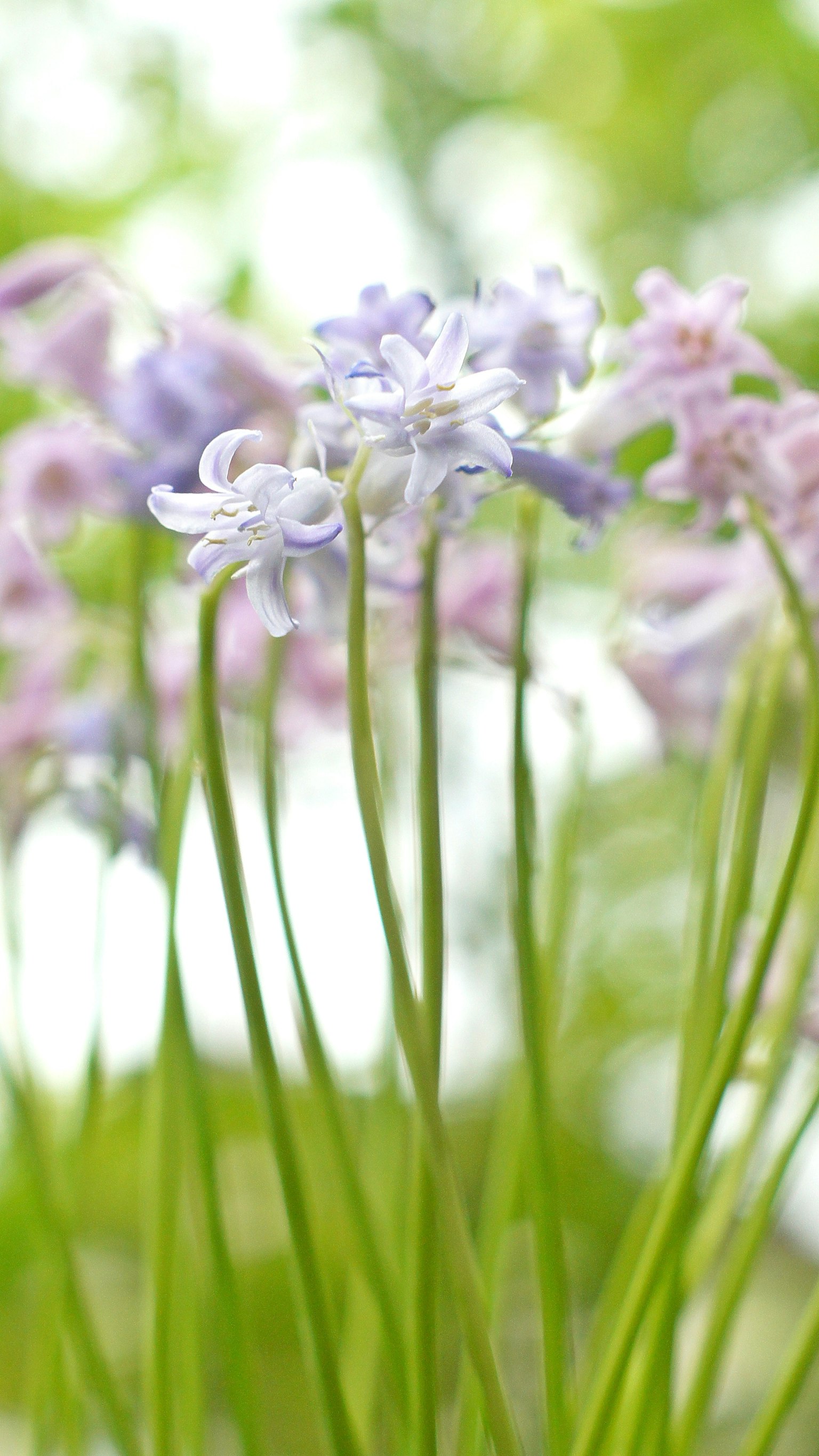 Bündel zarter lila Blumen umgeben von grünem Gras