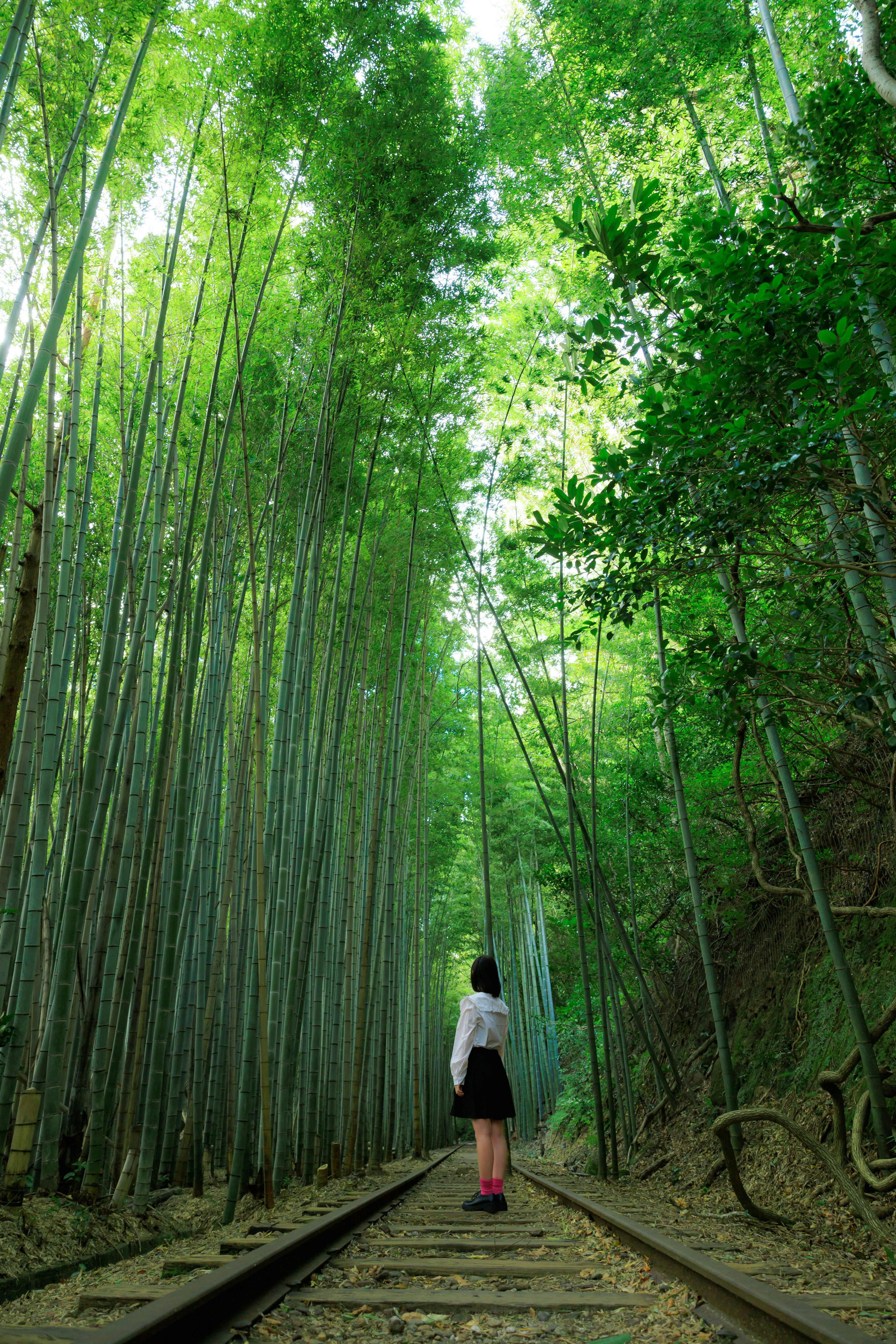 竹林の小道を歩く人物の後ろ姿