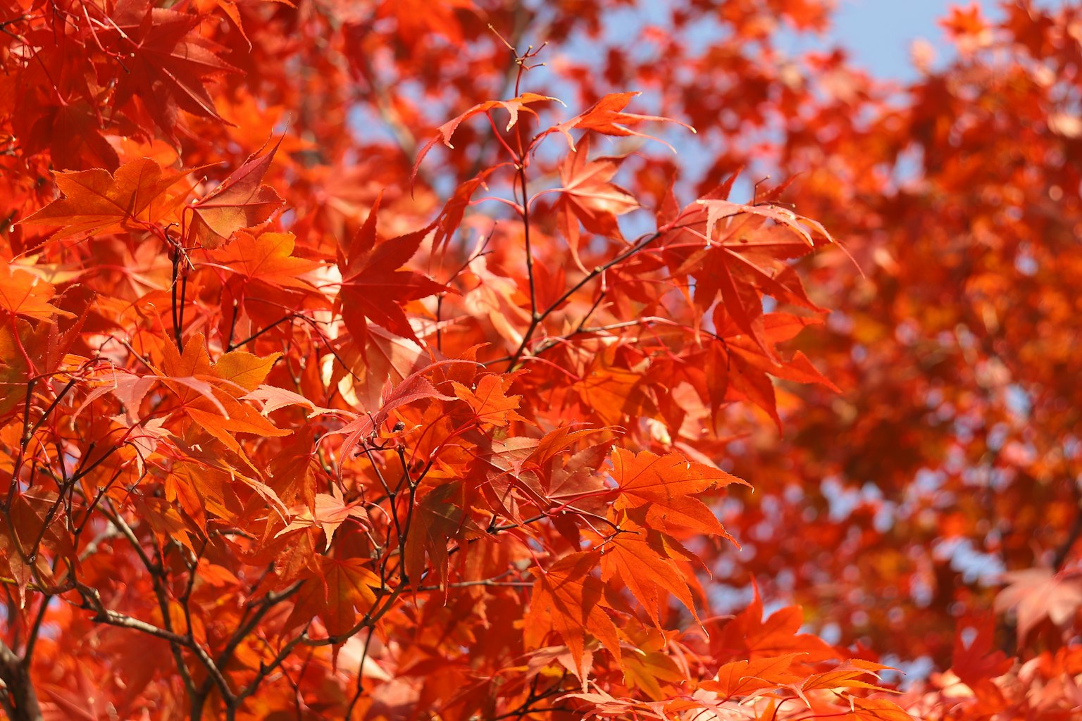 Lebendige rote Ahornblätter leuchten unter blauem Himmel