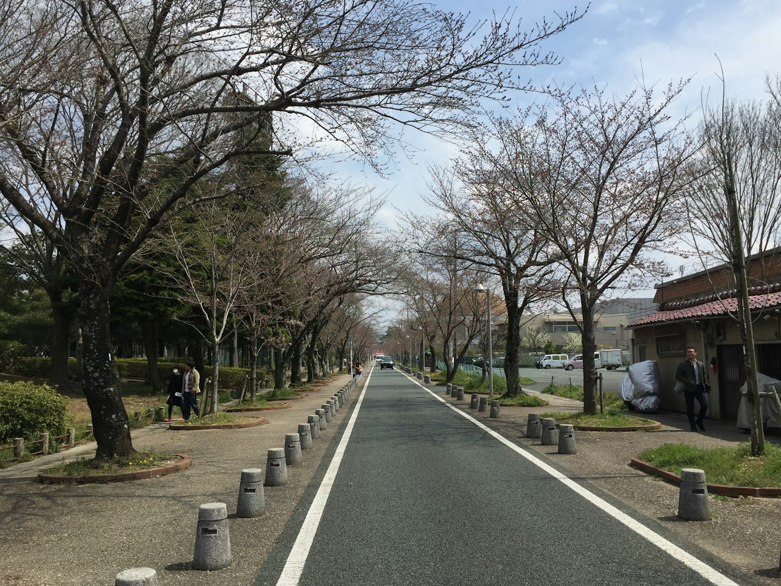 安静的道路两旁种满樱花树和云朵