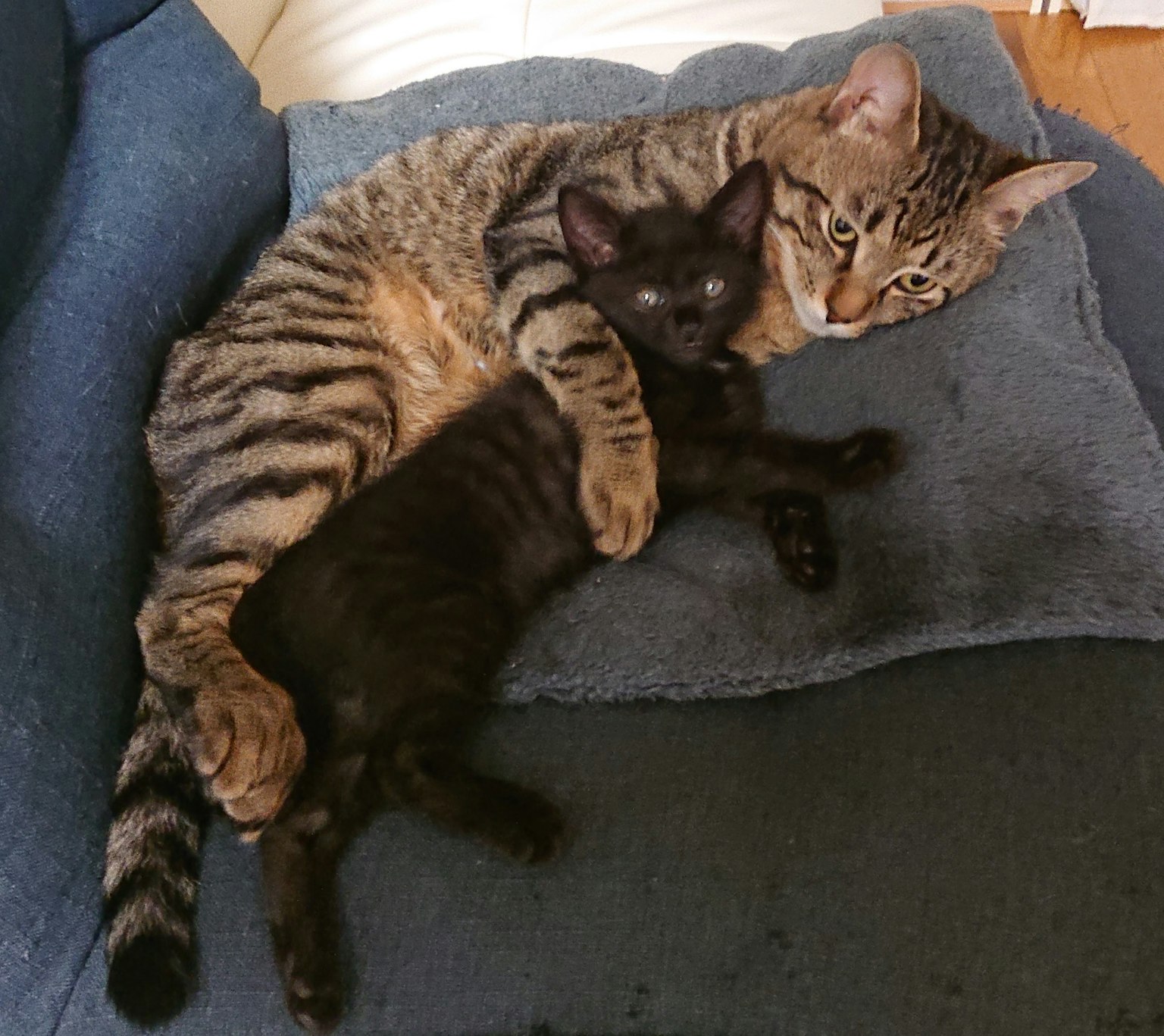 Due gatti abbracciati su un divano