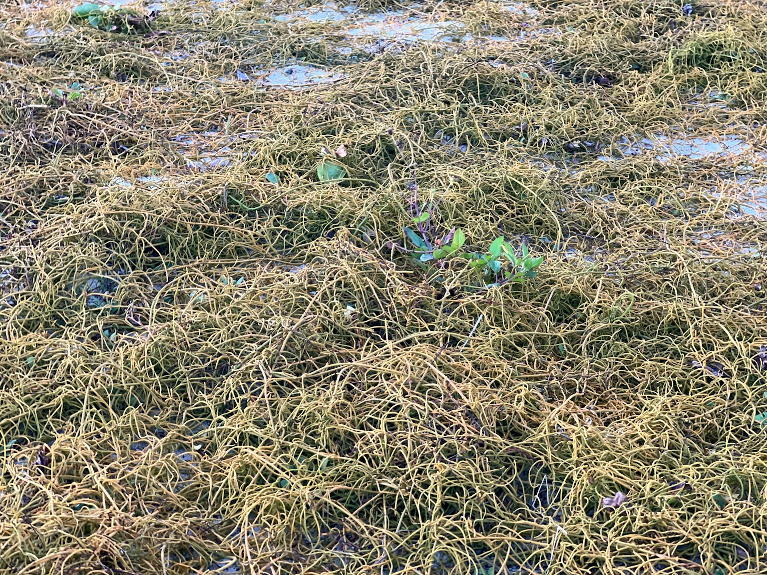 Un paesaggio coperto di erba gialla e foglie verdi sul terreno