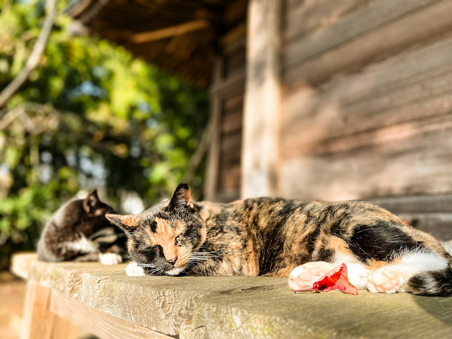 Due gatti che si rilassano su una superficie di legno in un ambiente soleggiato