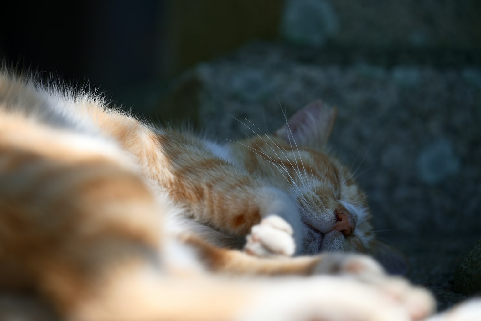橙色猫咪的特写