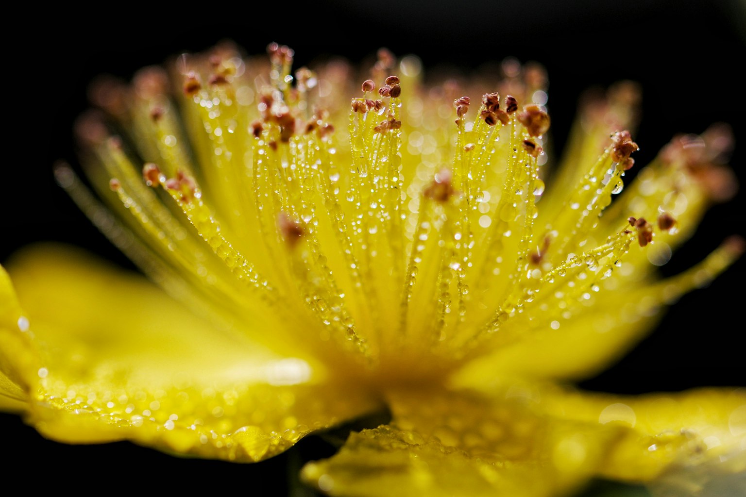 Primo piano di un fiore giallo vibrante con gocce di rugiada