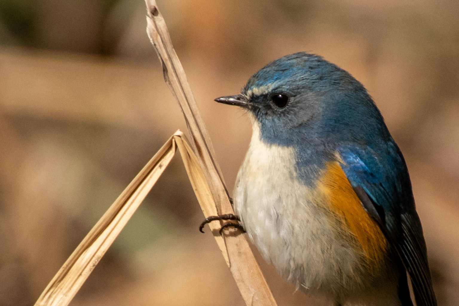 Un piccolo uccello con testa blu e pancia arancione appollaiato tra piante secche