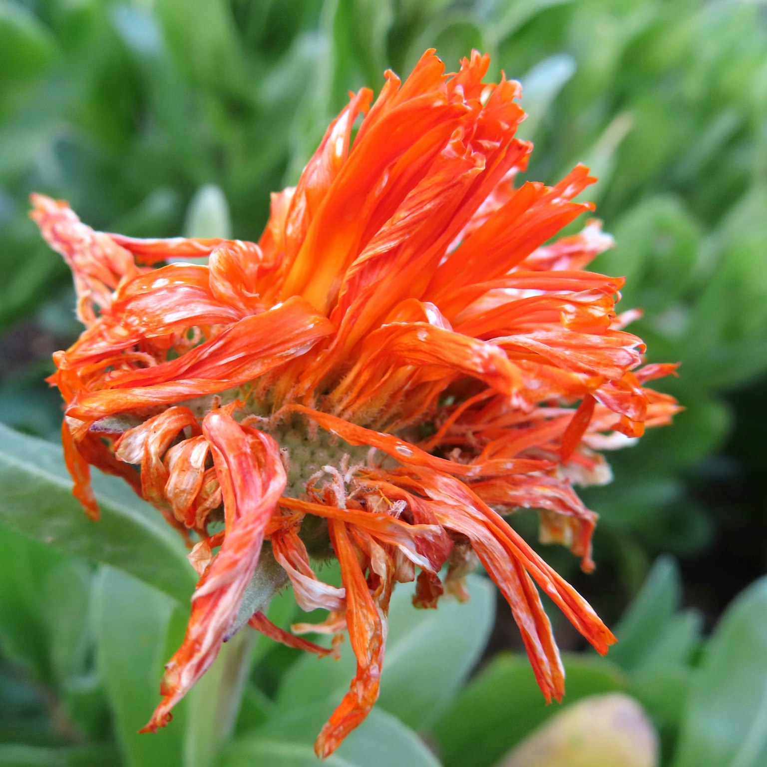 鮮やかなオレンジ色の花が緑の葉の間に咲いている