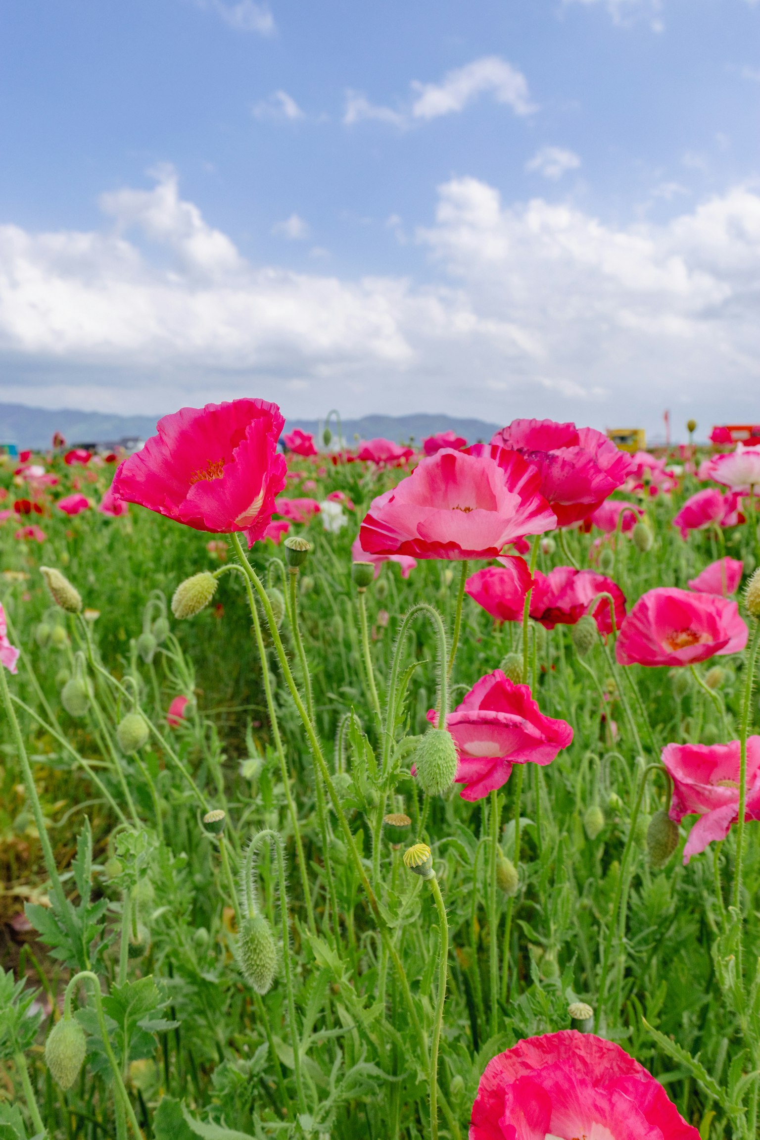 photo-QRrdY6Ik3aSkCl8GgBrm-image