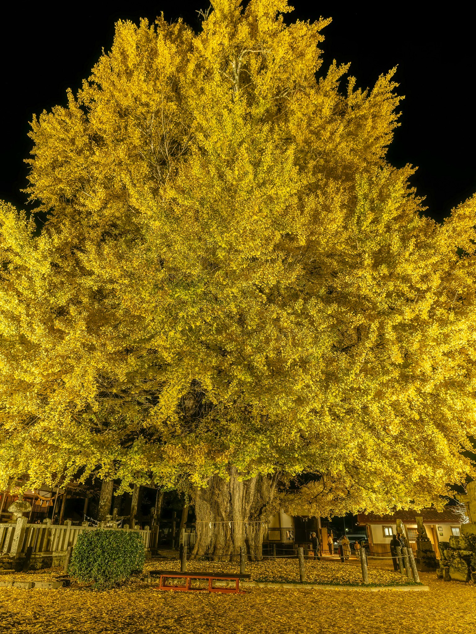 夜に輝く黄色い葉の大きな木と周囲の風景