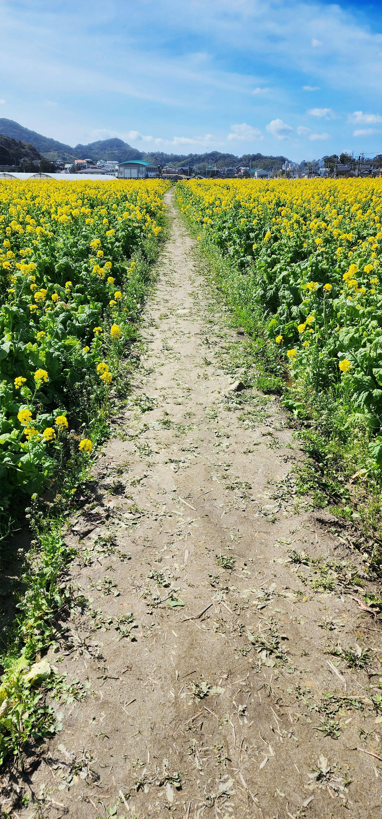 Weg durch ein lebhaftes gelbes Blumenfeld unter einem blauen Himmel
