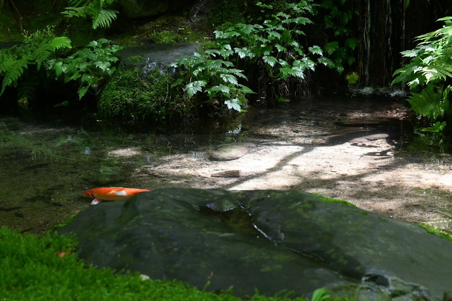 Pequeño estanque rodeado de plantas verdes con un pez naranja visible en el agua