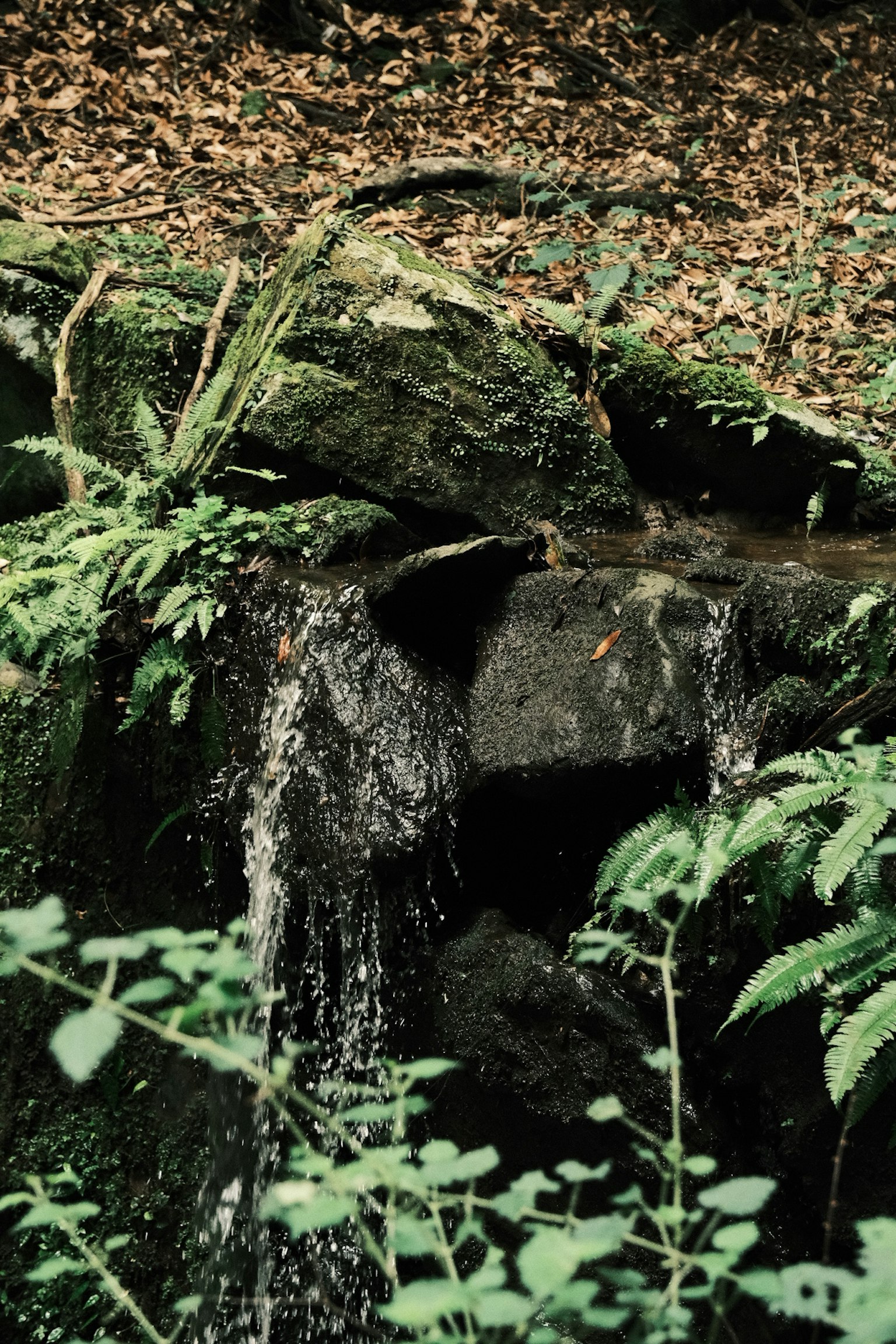 A small waterfall cascading over rocks in a lush green forest