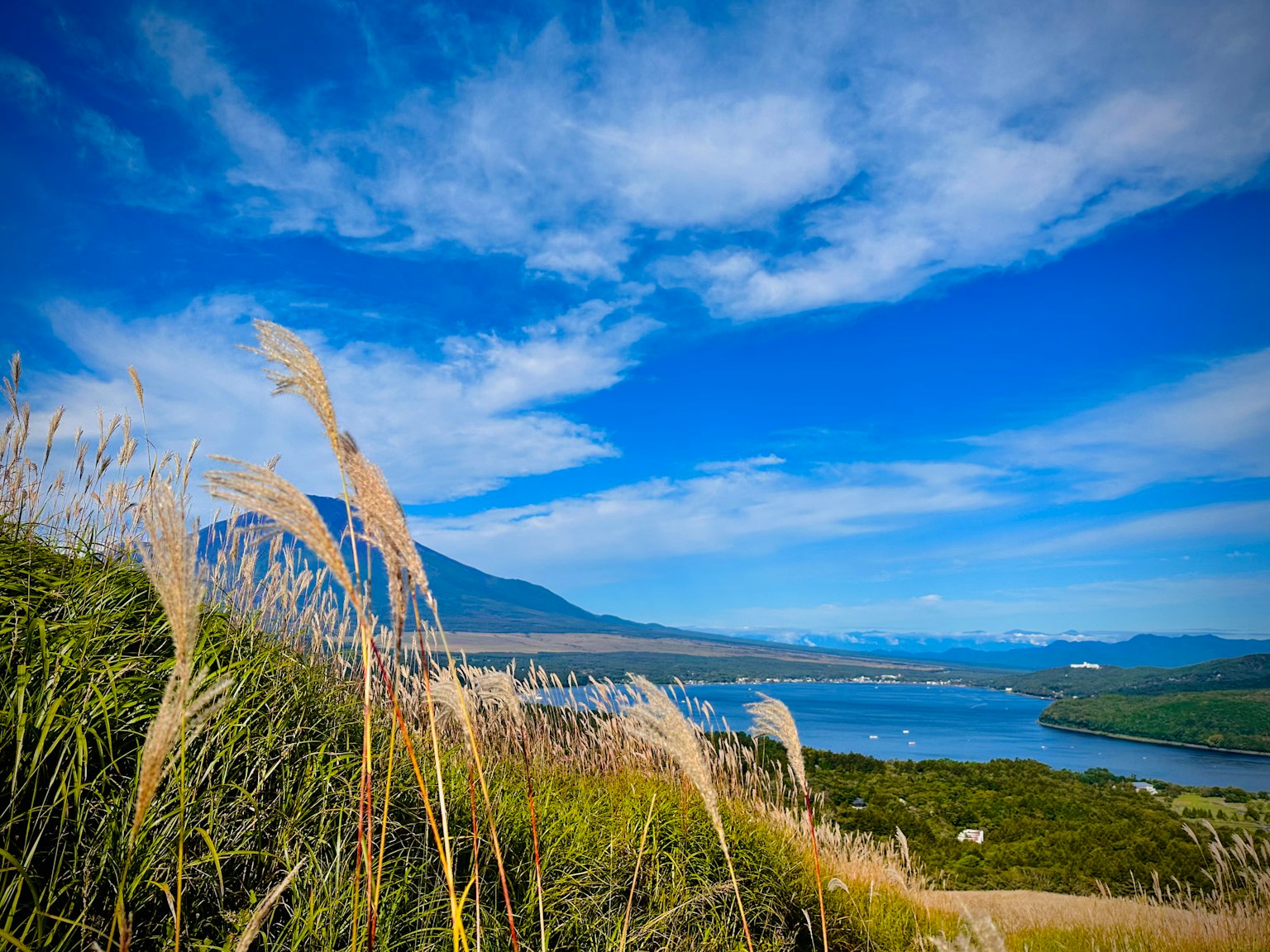 Pemandangan danau dengan rumput tinggi di bawah langit biru