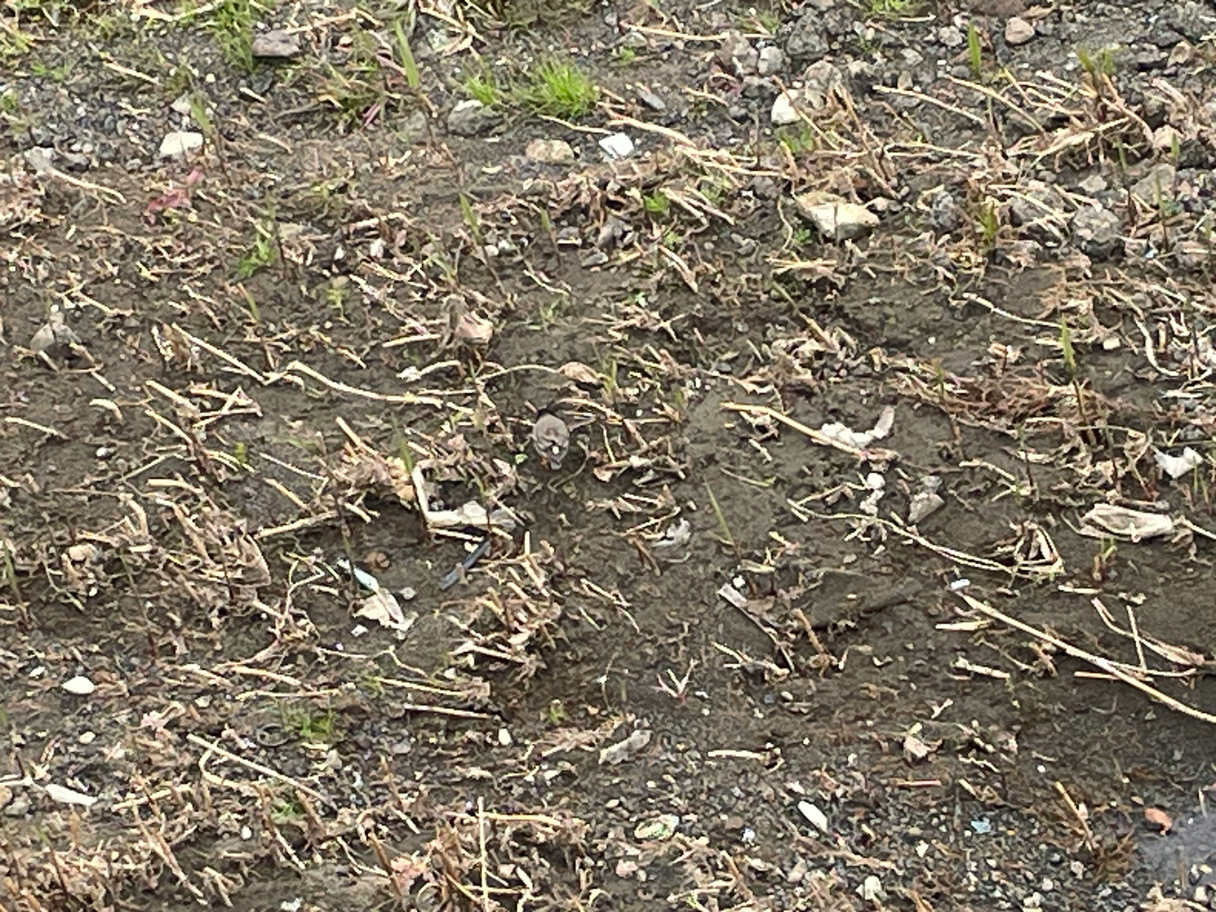 枯草與泥土覆蓋的地面