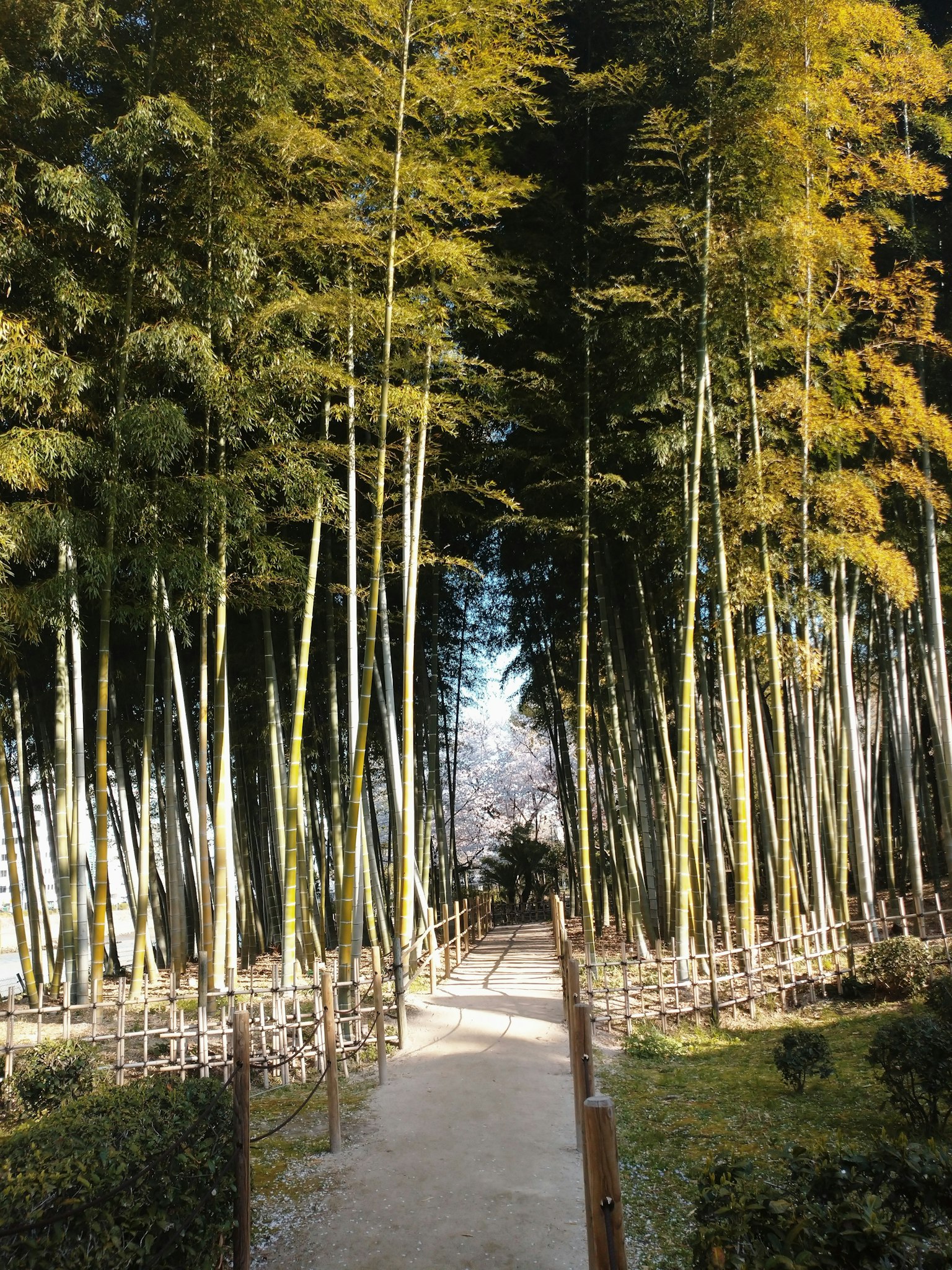 Camino escénico a través de un bosque de bambú con altos tallos de bambú