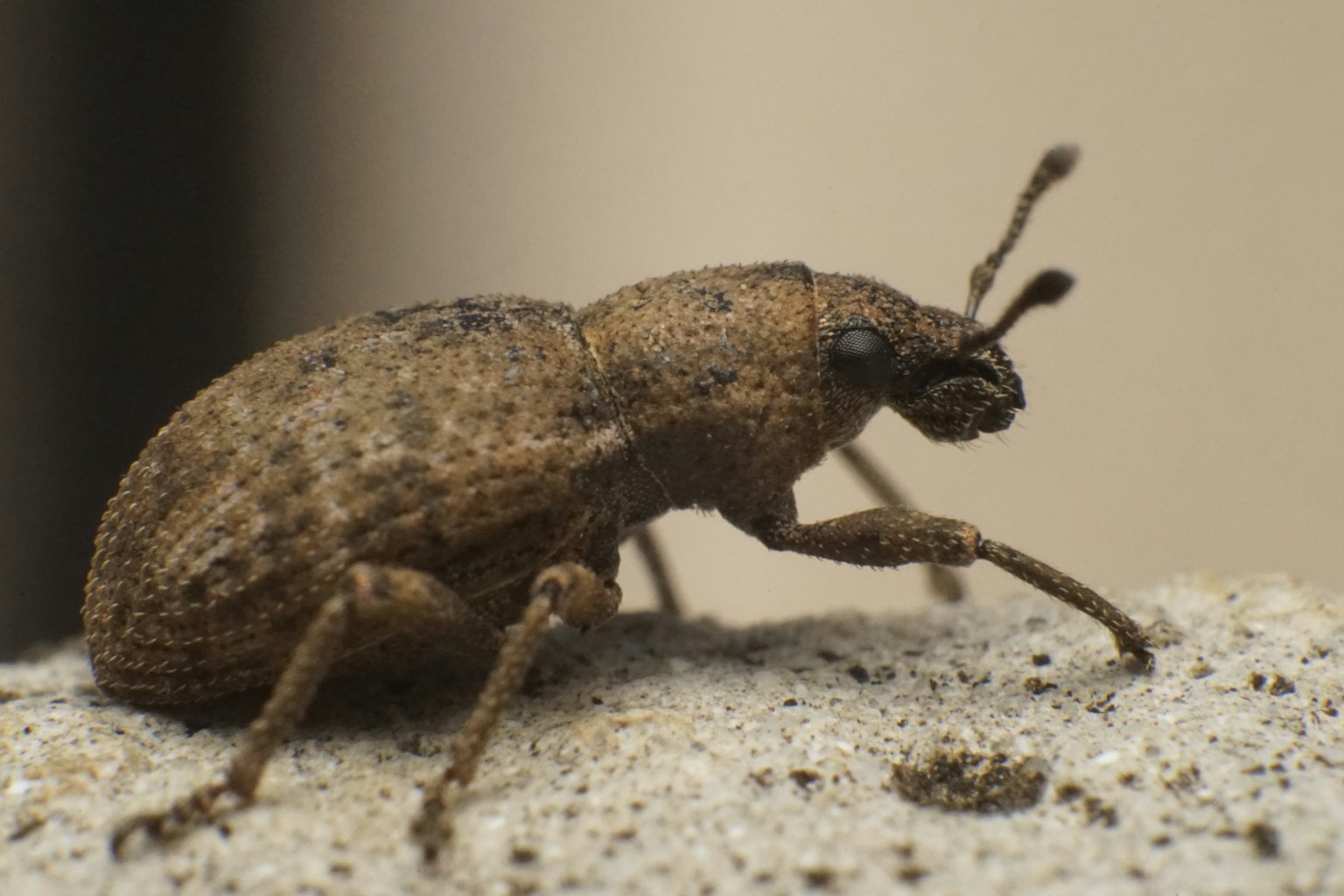 Acercamiento de un insecto marrón sobre una piedra
