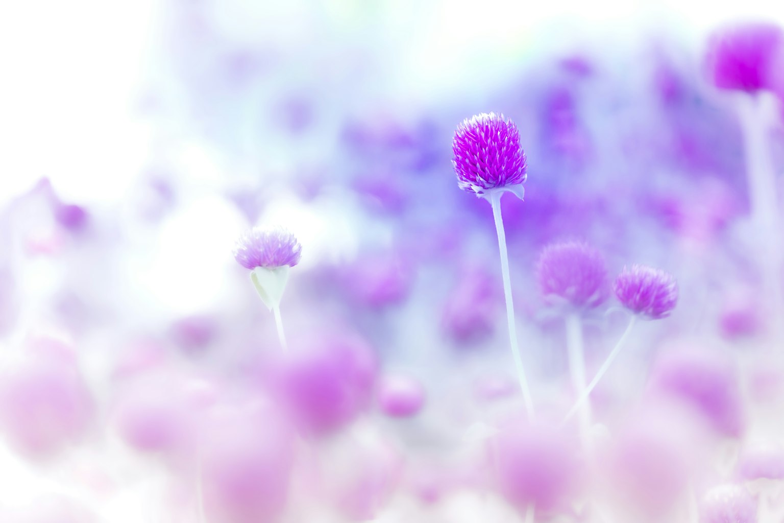 Ein unscharfes Bild von lila Blumen in einer traumhaften Umgebung