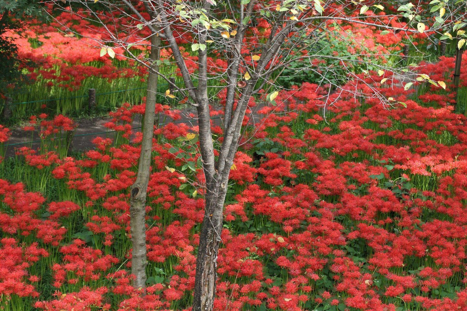 Champ de fleurs rouges vives avec un arbre au premier plan
